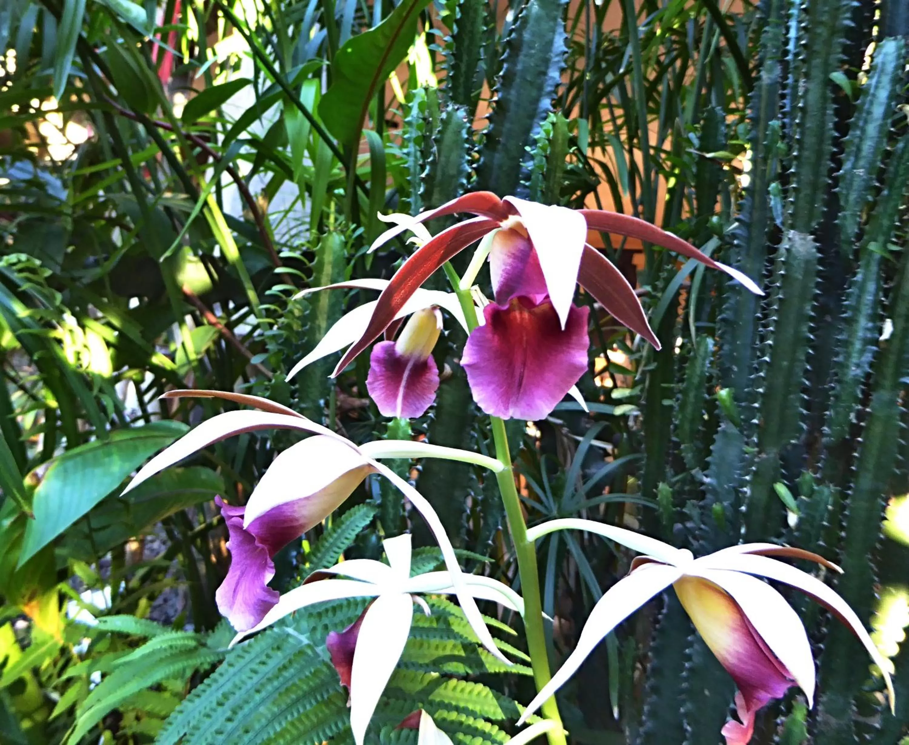 Garden, Other Animals in Pura Vida Hotel