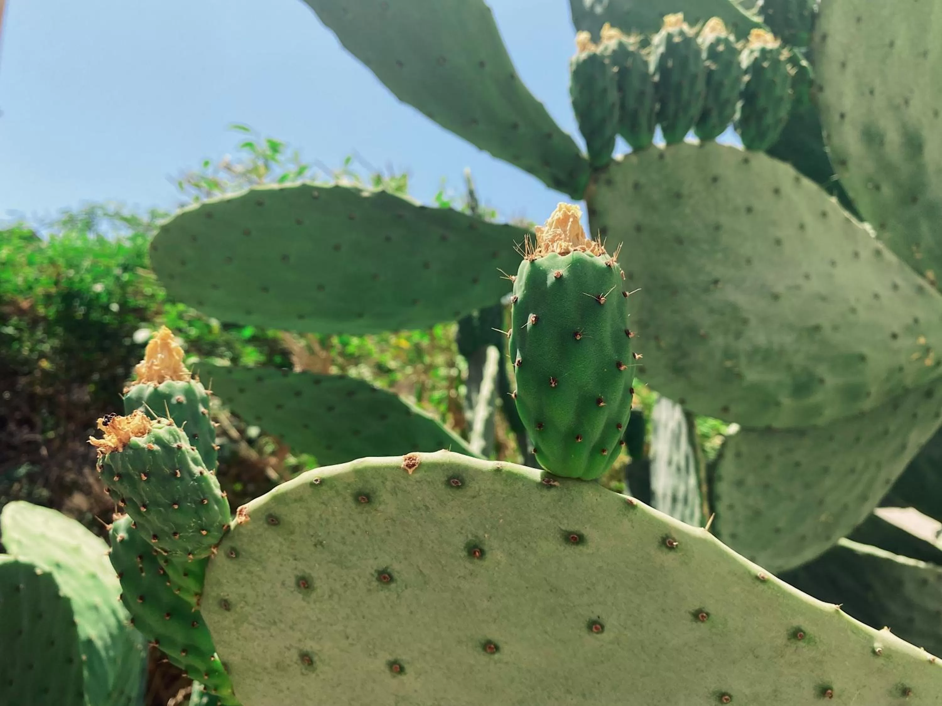 Garden in Palazzo Gambuzza