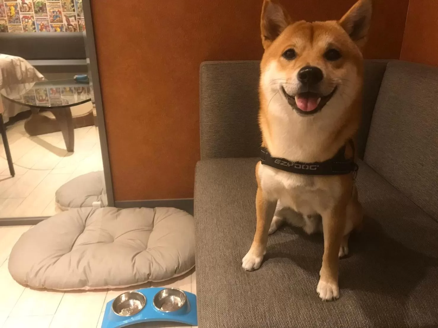 Pets in 合樂商旅 He&Le