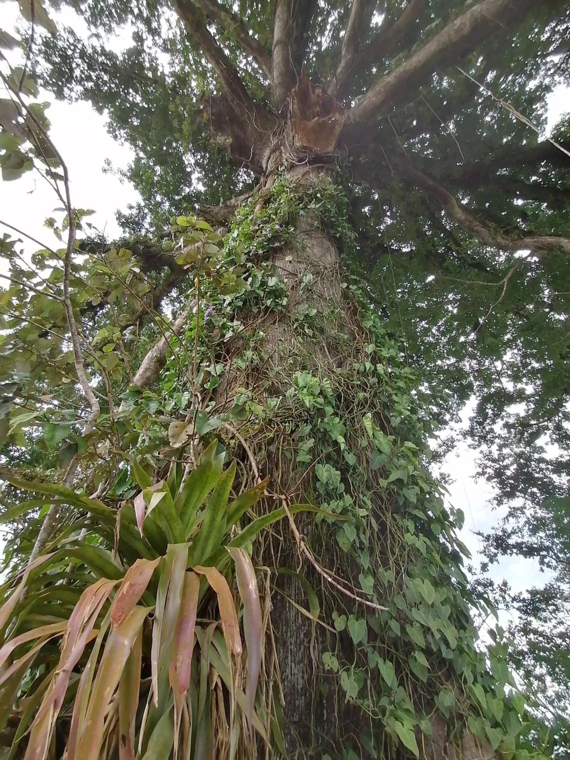 Restaurant/places to eat, Garden in La Ceiba Tree Lodge