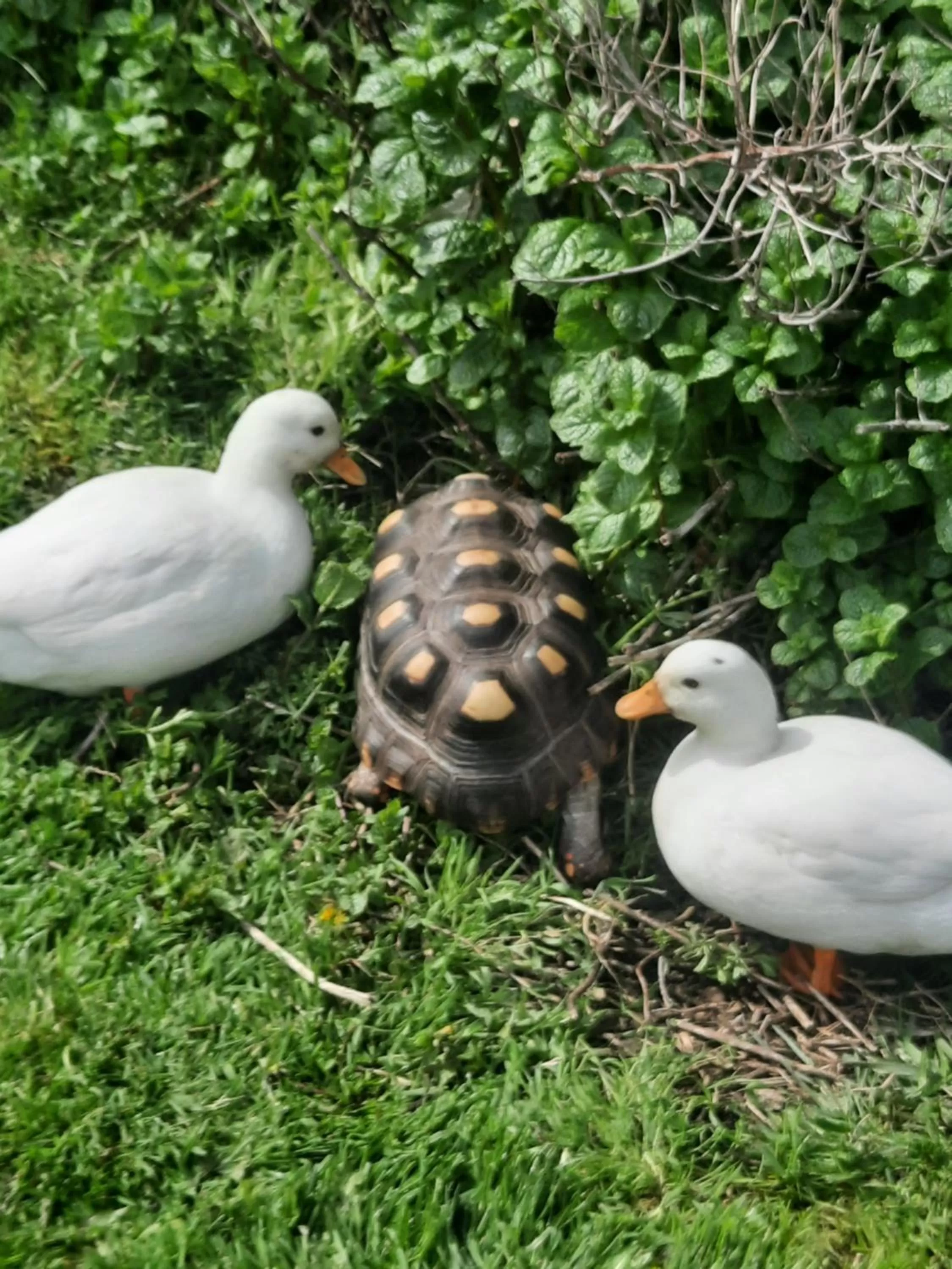 Other Animals in Cedarville Guesthouse