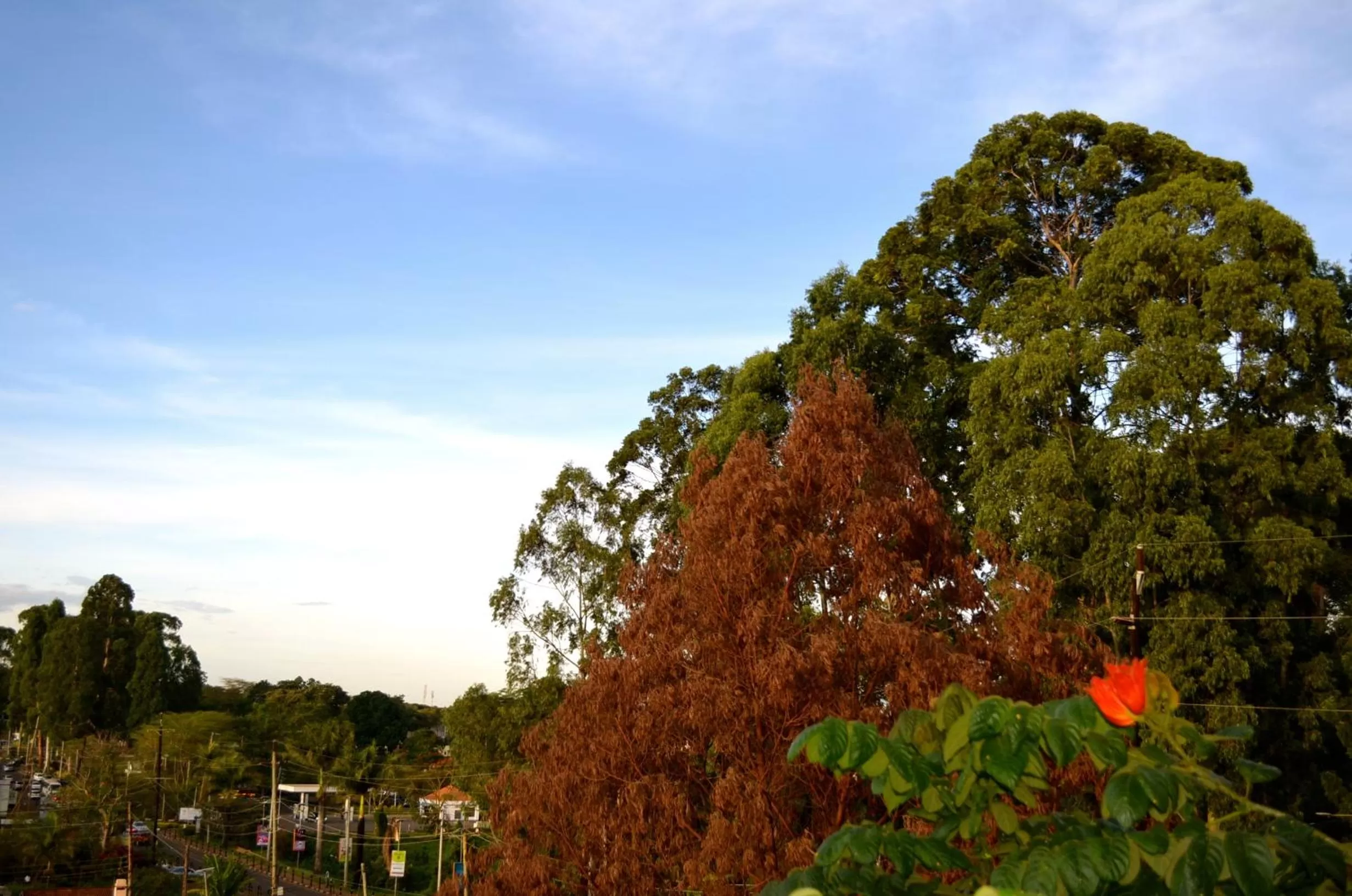 Garden view in Gigiri Express Hotel