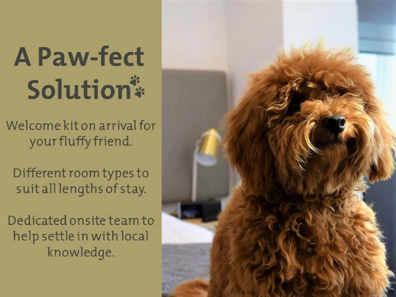 Pets in Quest North Sydney