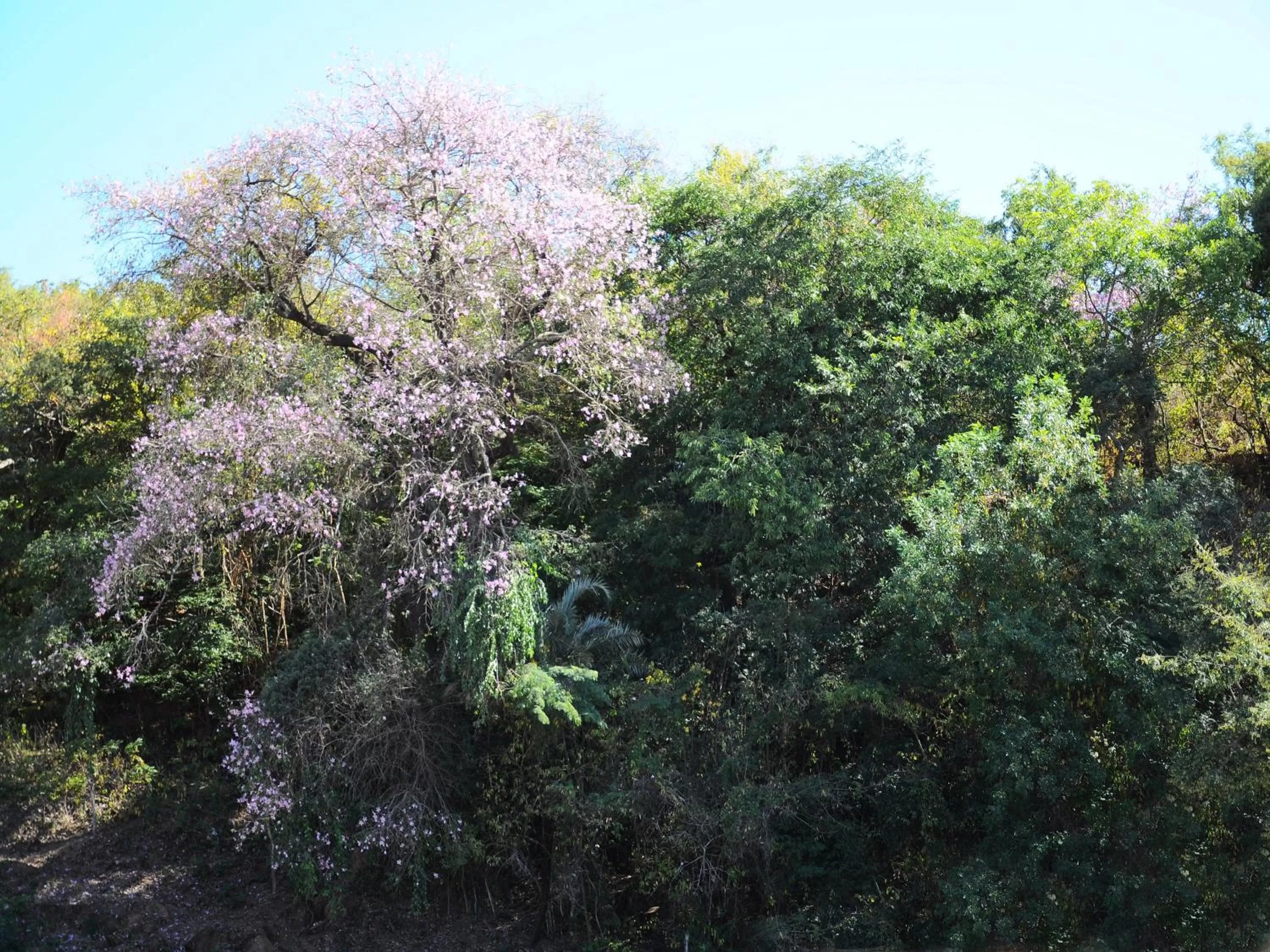Bird's eye view in Hotel Porto do Sol