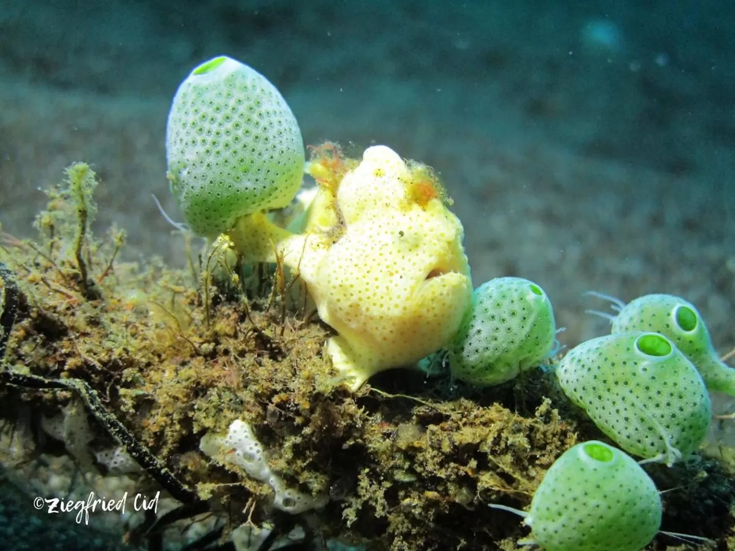 AivyMaes Divers Resort