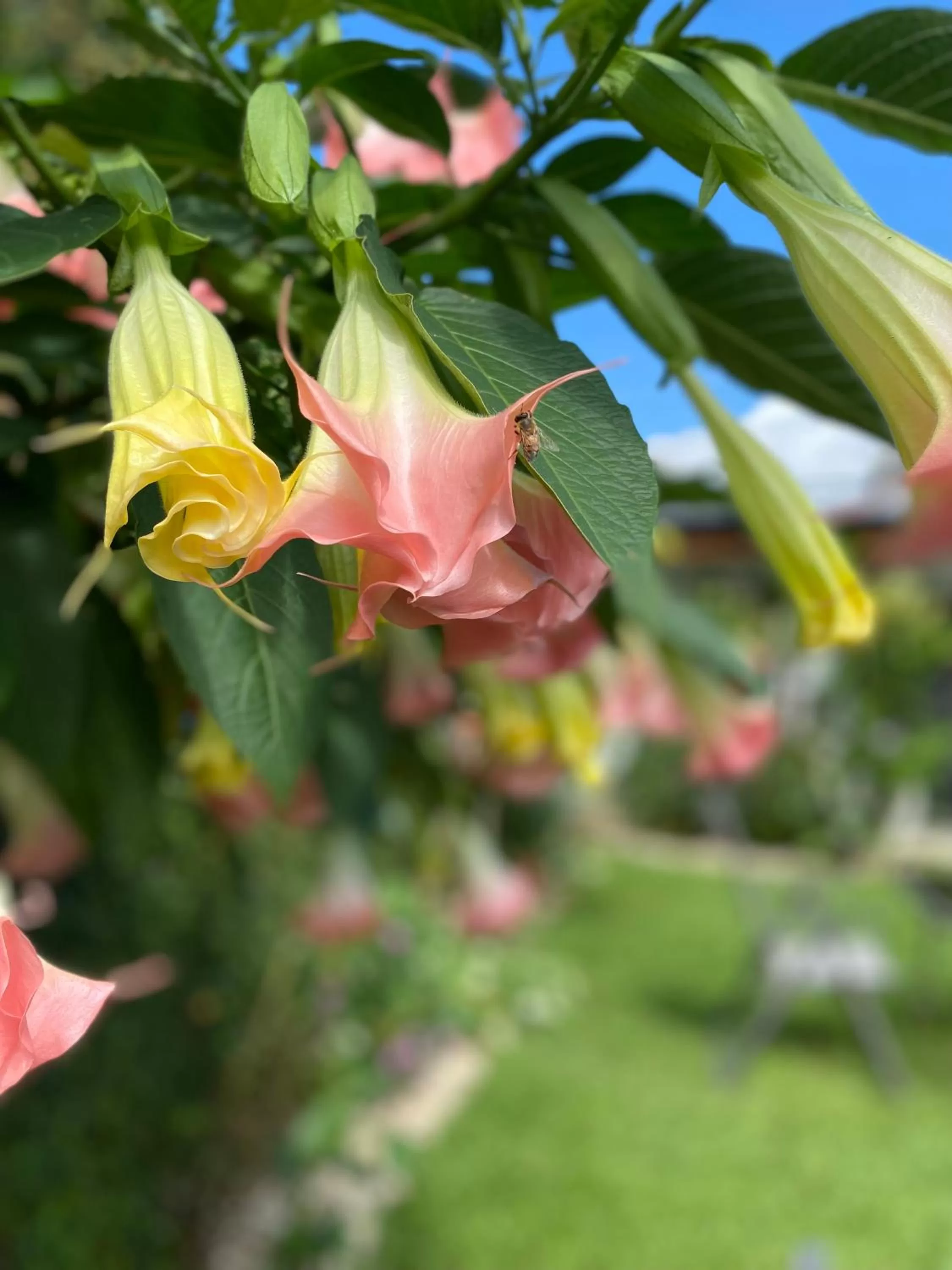 Garden in Berlor Airport Inn