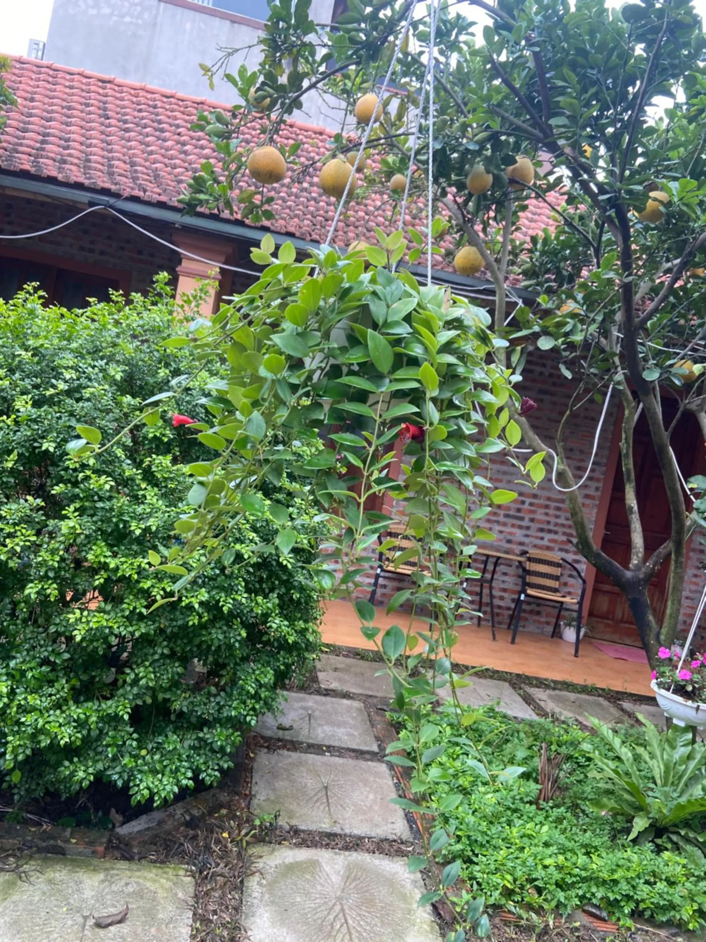 Property Building in Tam Coc Mountain View Homestay