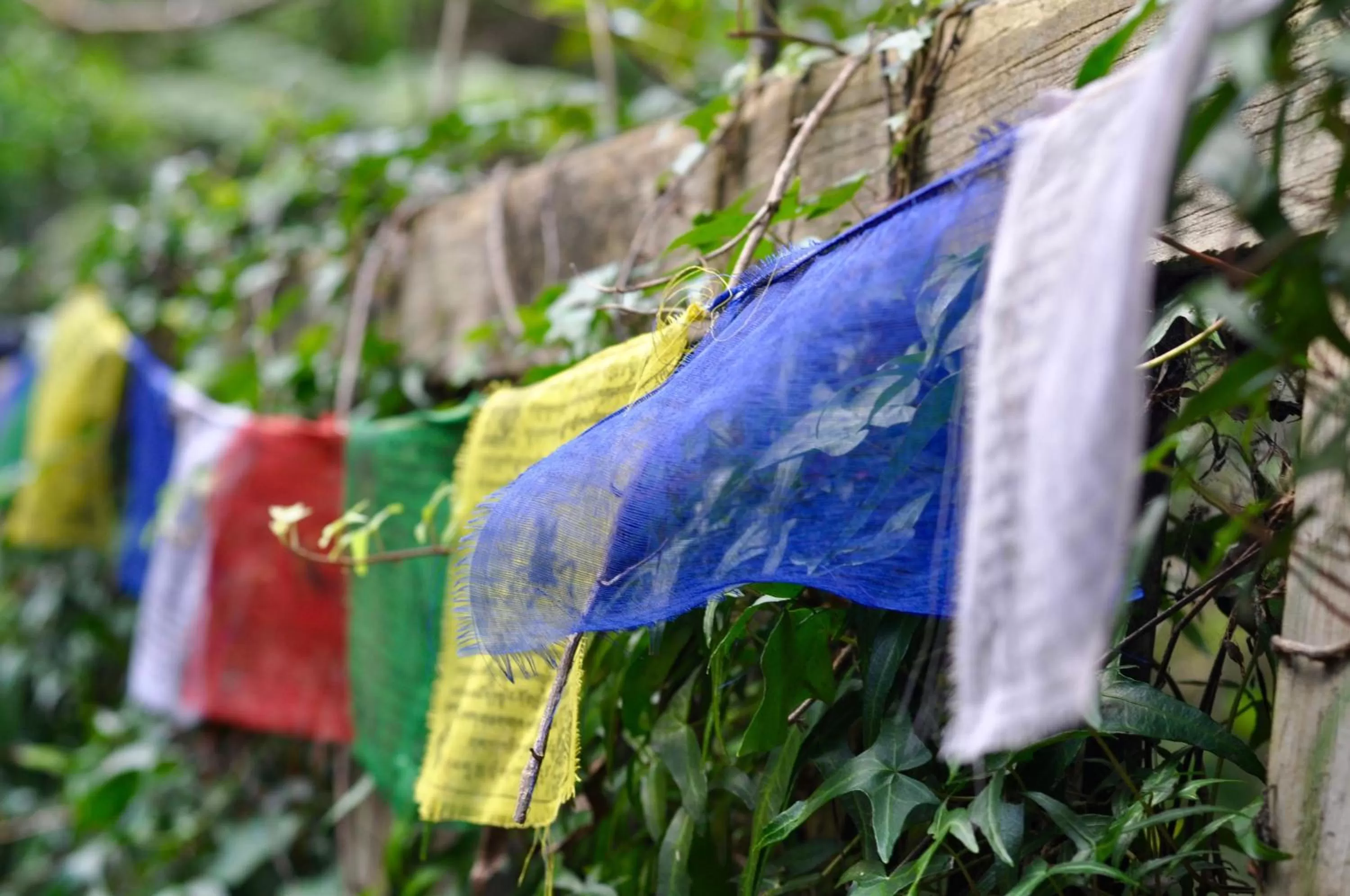 Other, Drinks in Kawai Purapura Yoga Retreat Centre