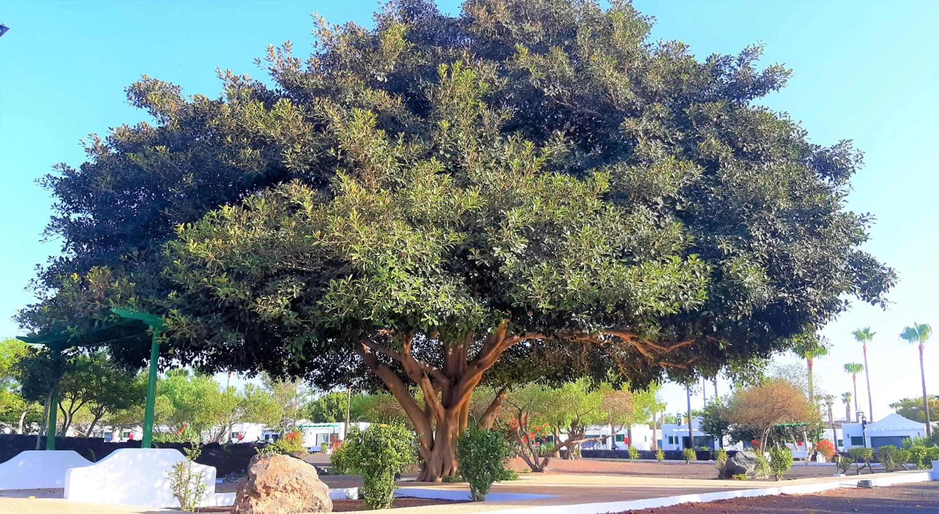 Garden in Hyde Park Lane