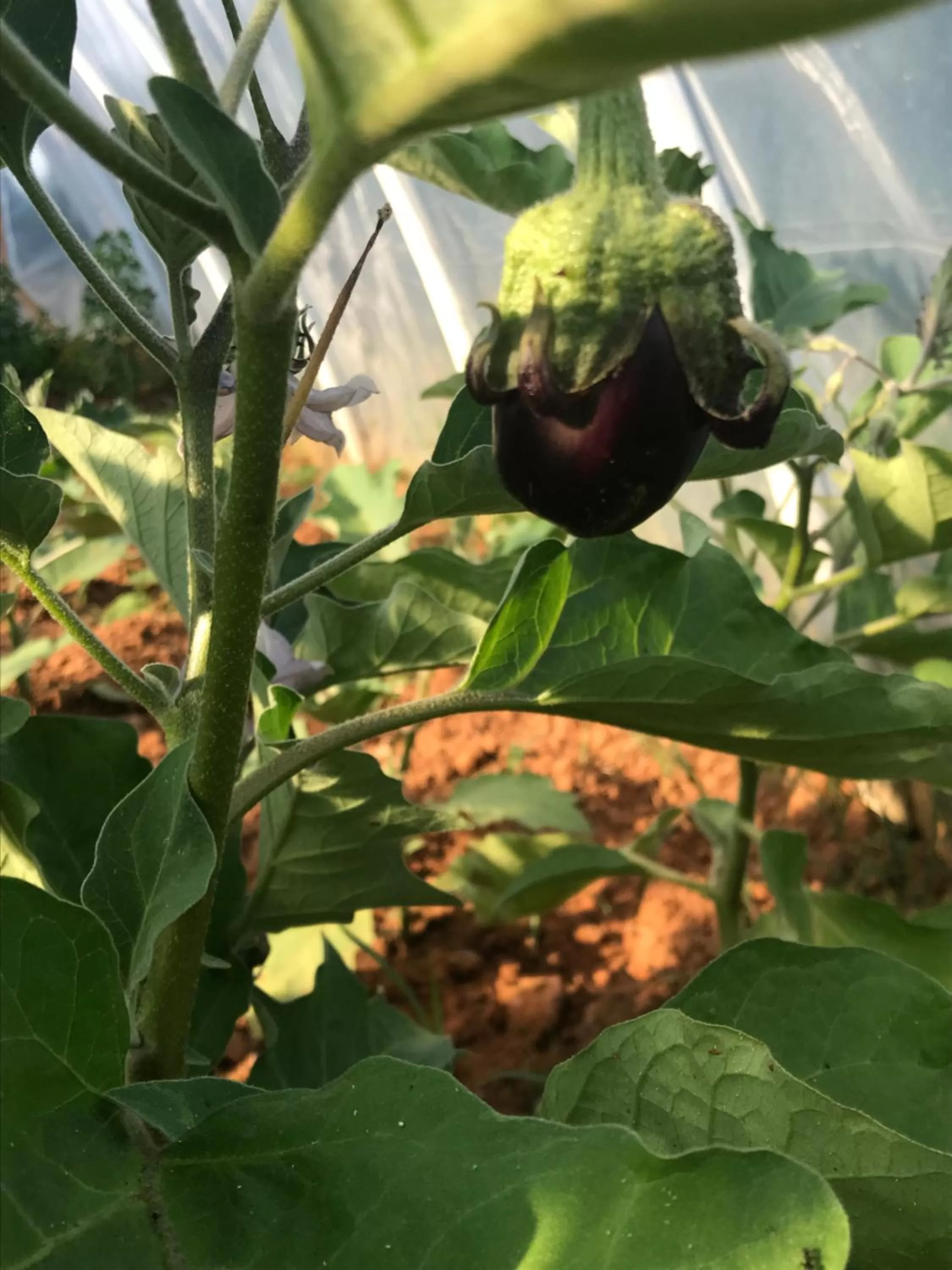 Restaurant/places to eat in Villa Flowers