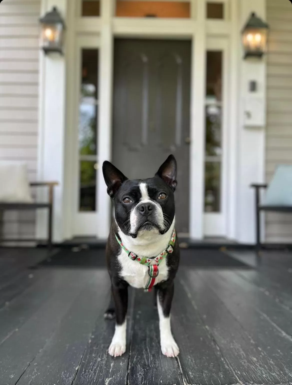 Pets in McCully House Inn