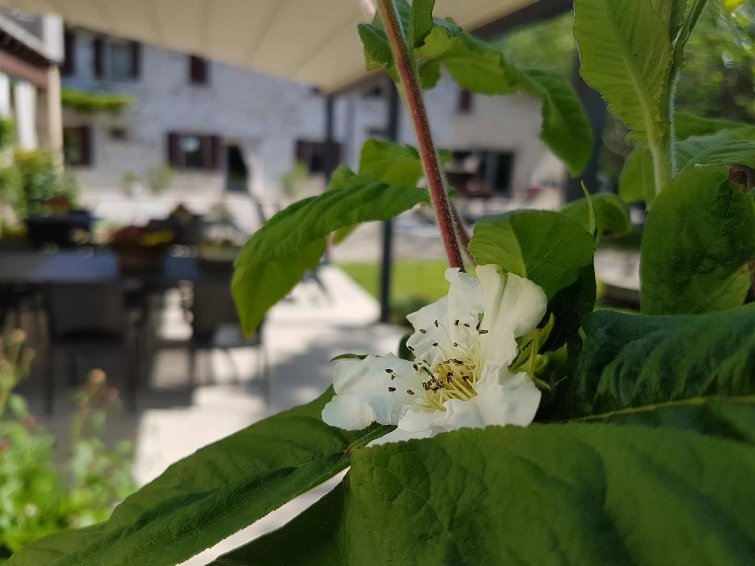 Spring in L'Isolo b&b e case vacanza