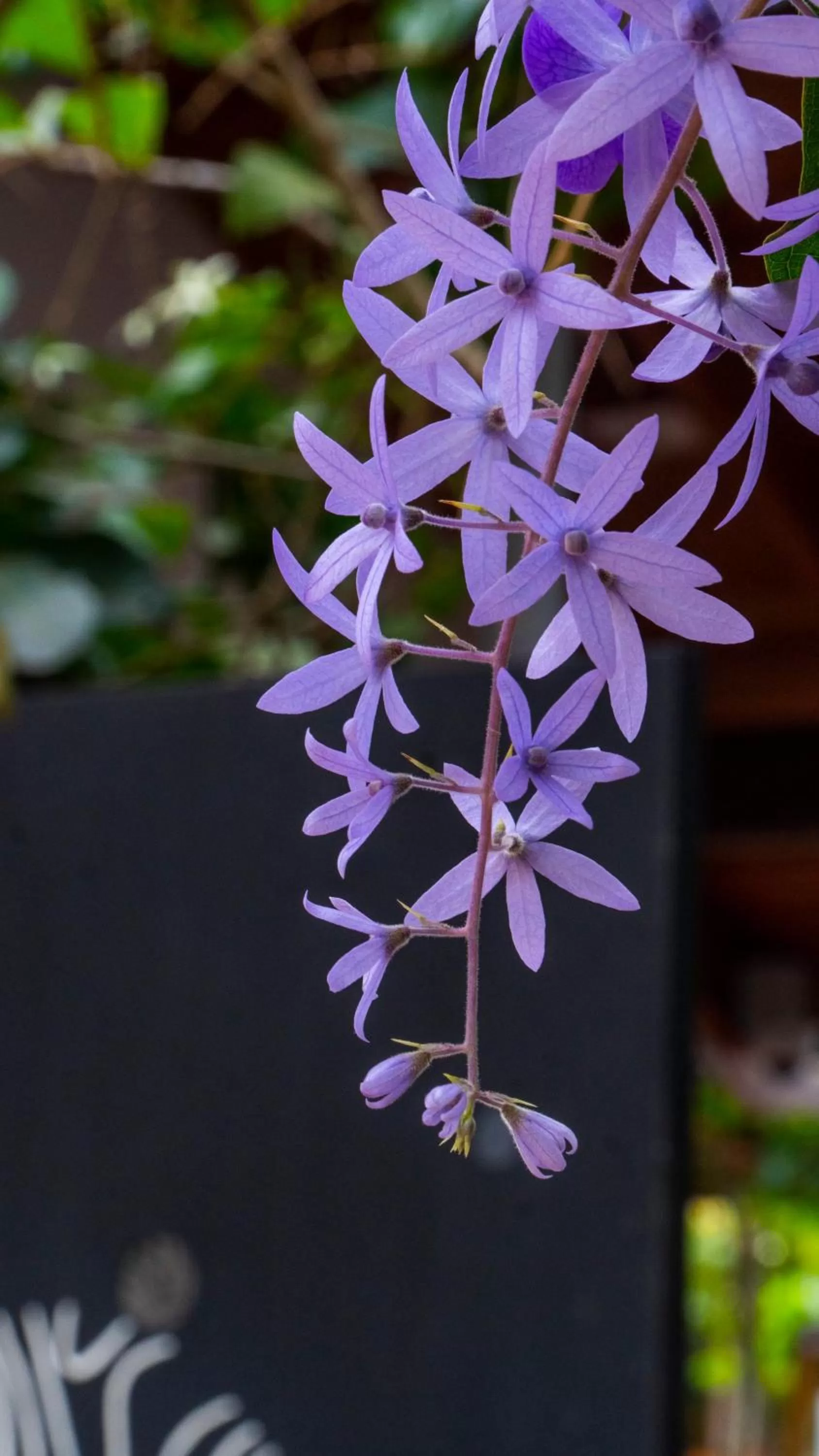 Garden in Hotel Luna Llena