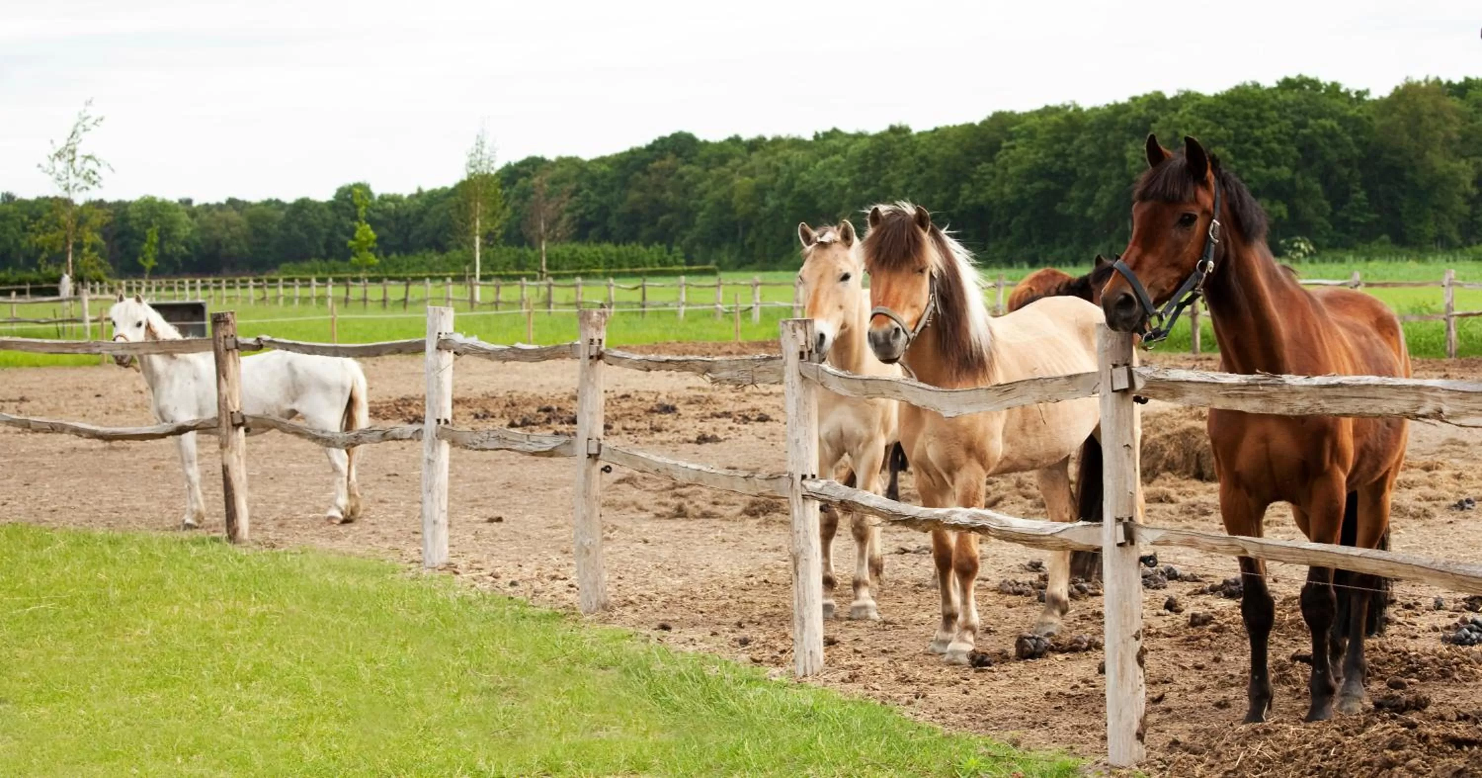 Property building, Horseback Riding in Hotel-Herberg D'n Dries