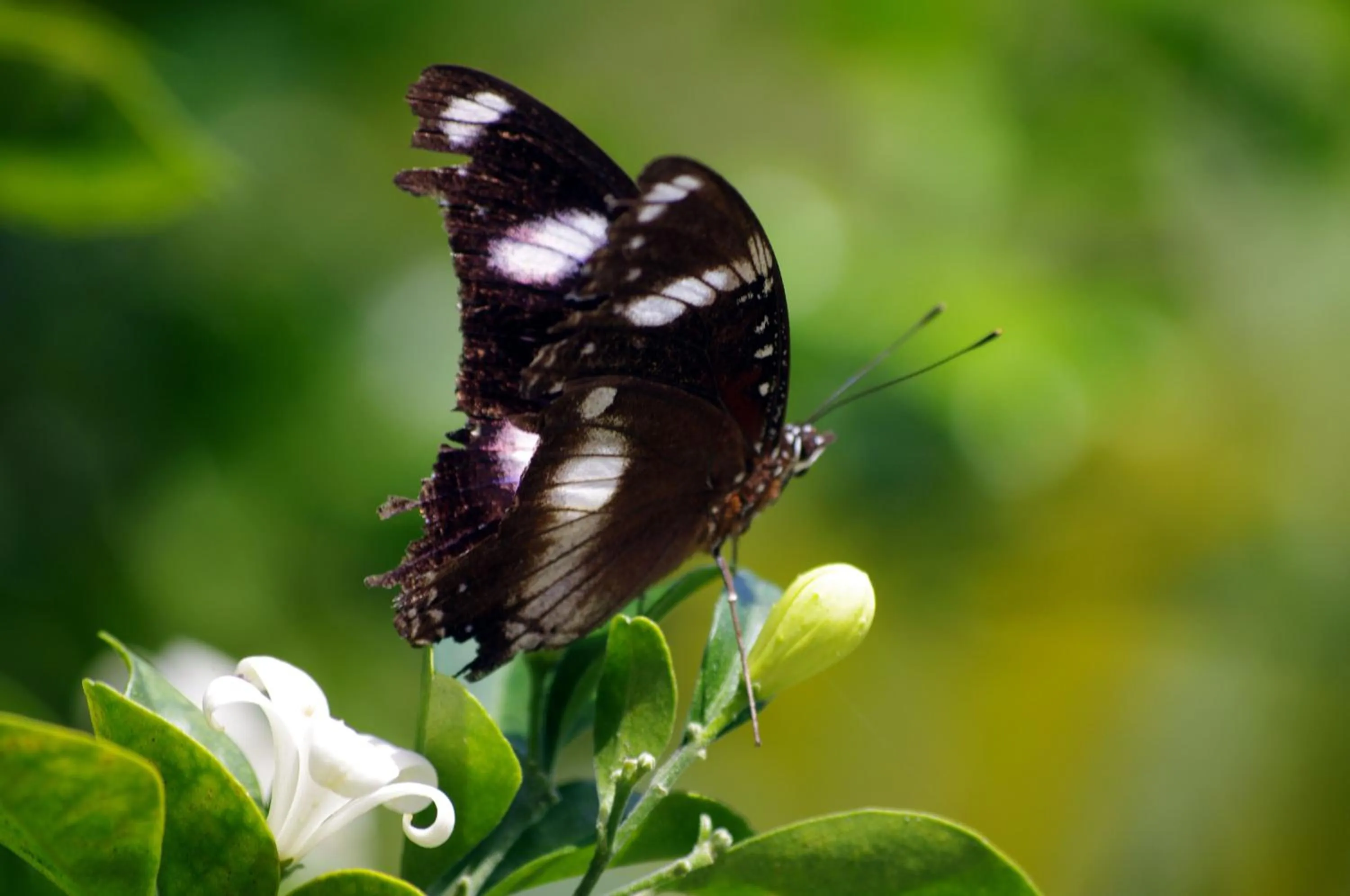 Area and facilities in Emeraldene Inn & Eco-Lodge