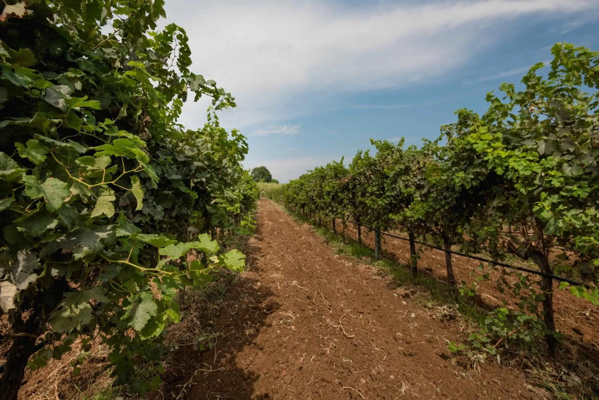 Nearby landmark in Antico Borgo Molino 7cento vicino ai Giardini di Ninfa