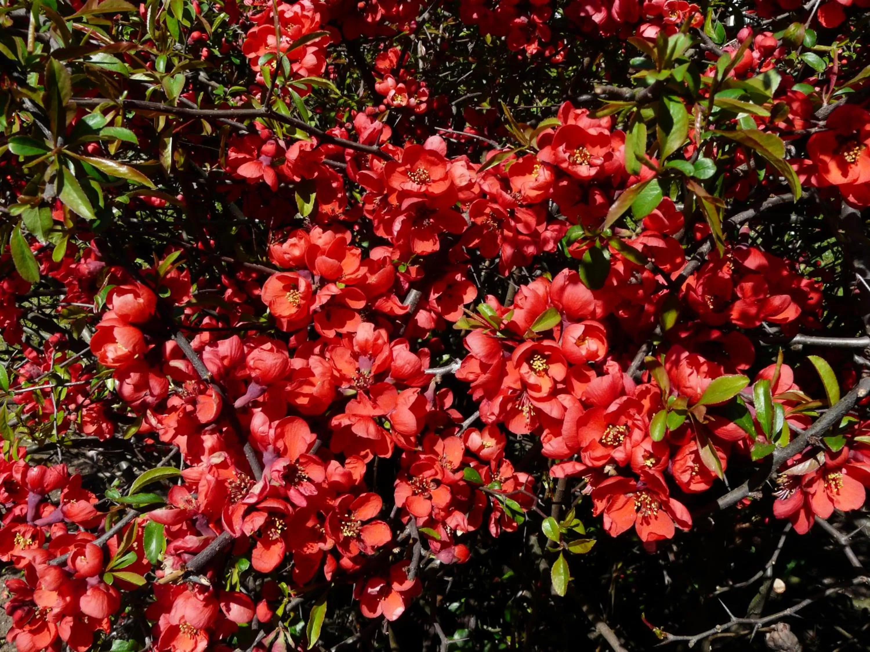 Garden in In Giardino B&B