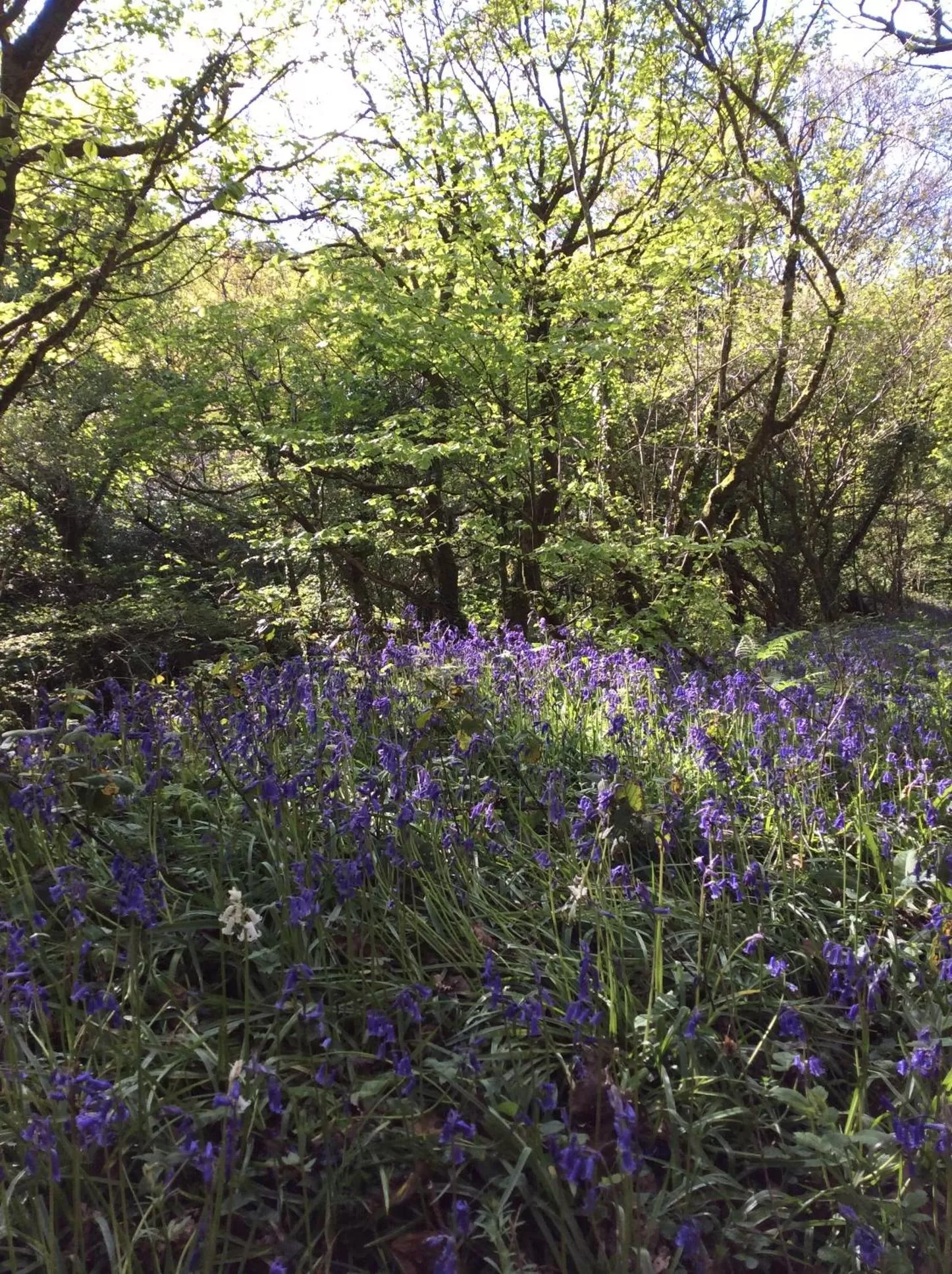 Natural landscape in Treganoon House, Lanlivery