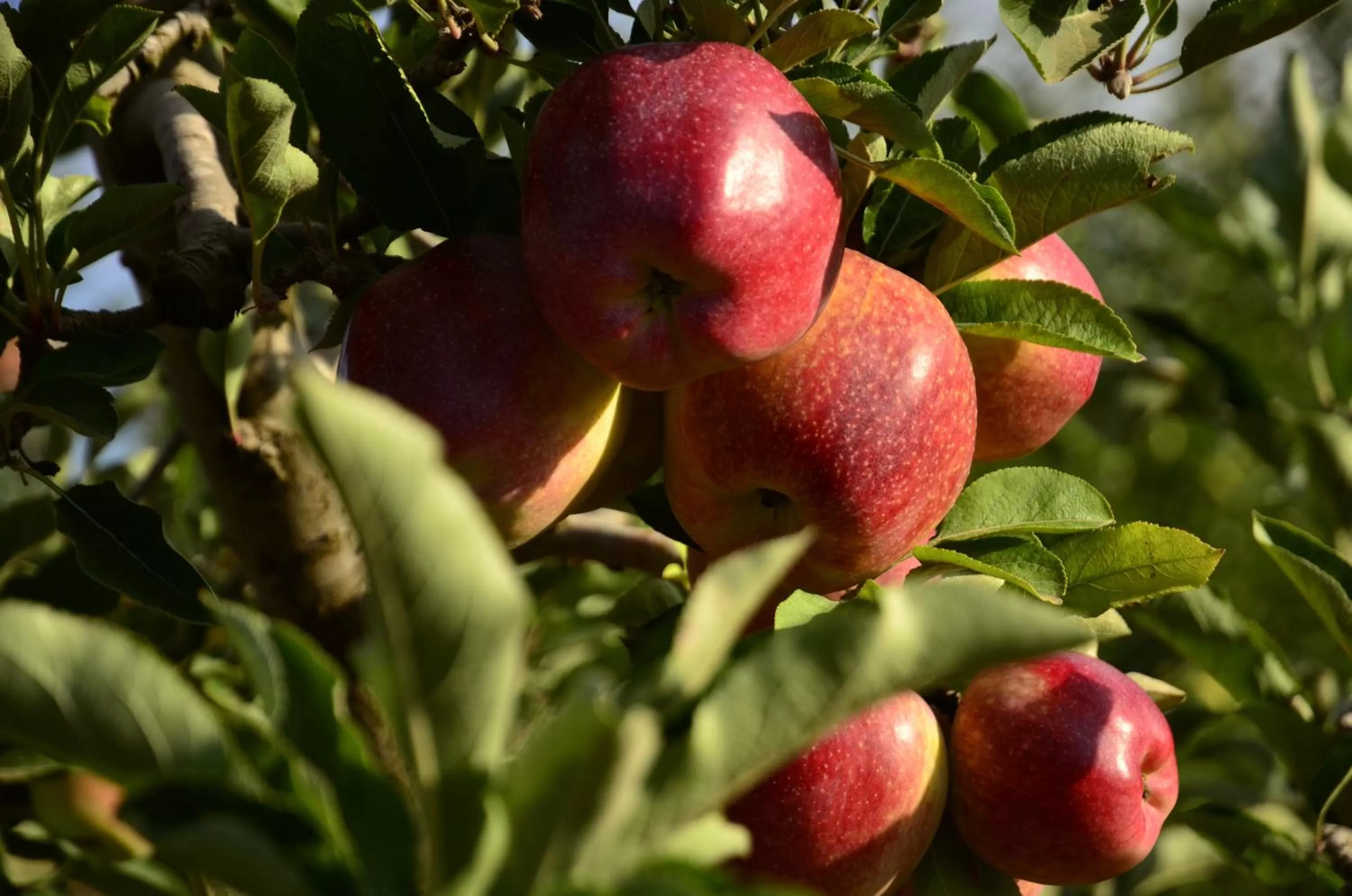 Food close-up in HaBaronit