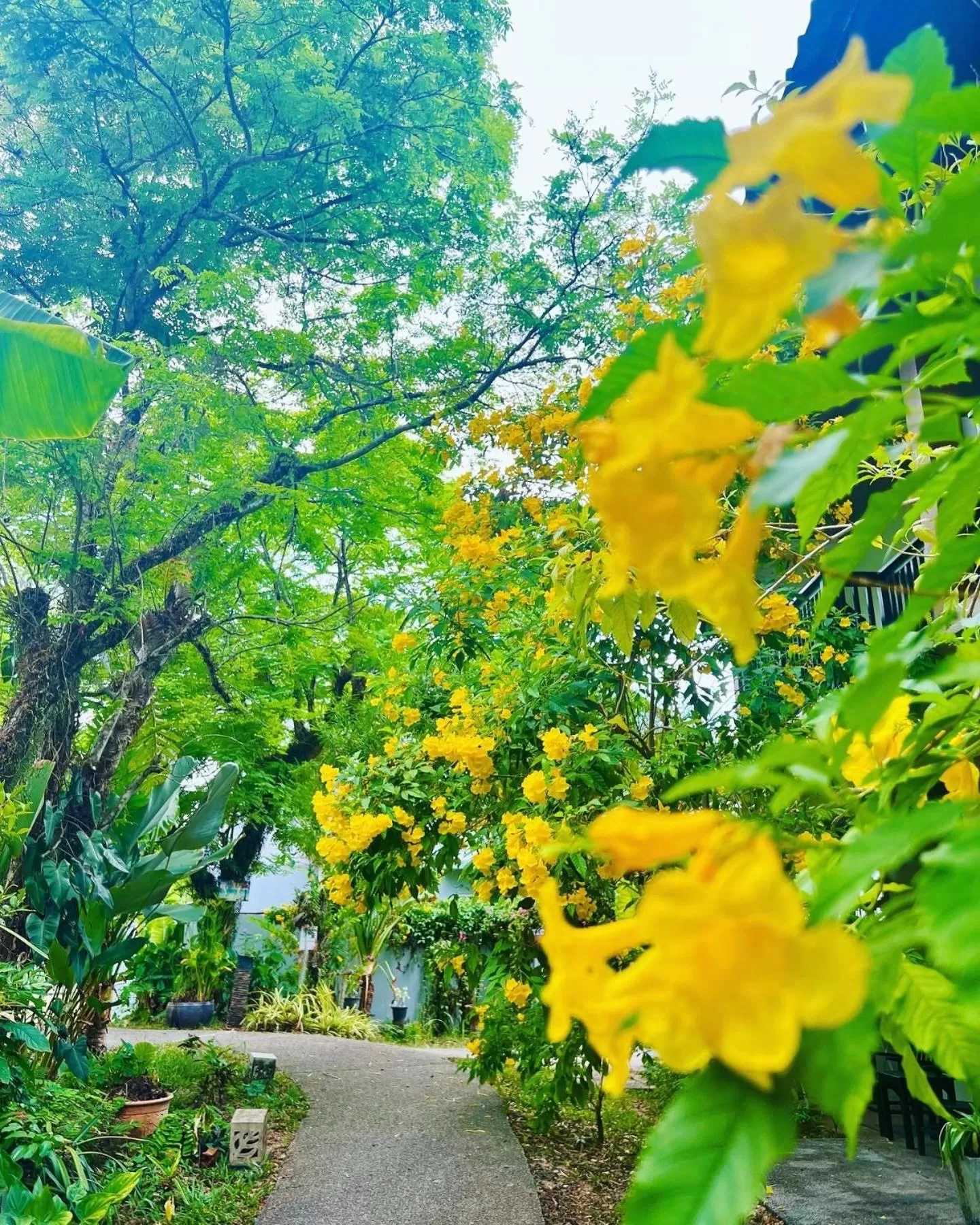 Garden in Palm Galleria Resort