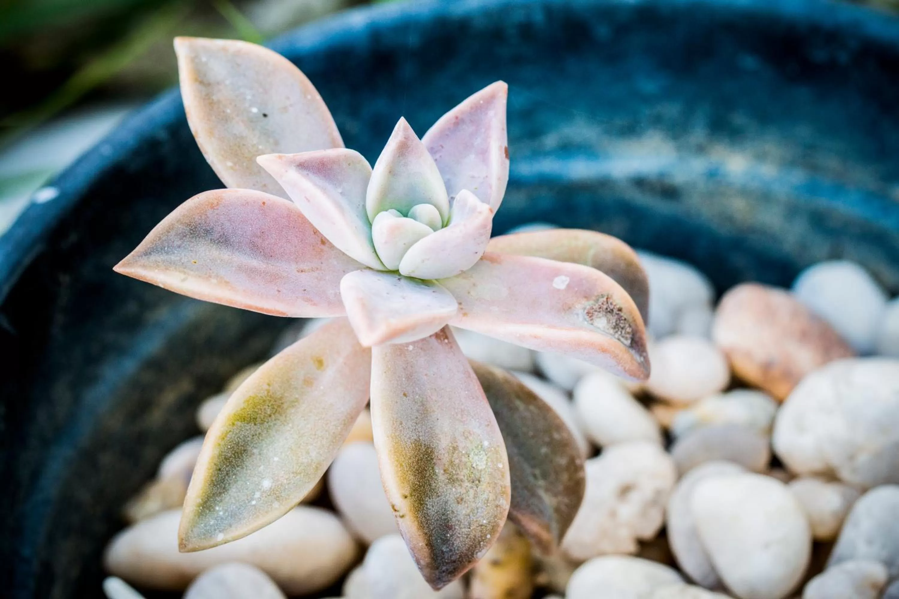 Garden in Pousada Flor Dália