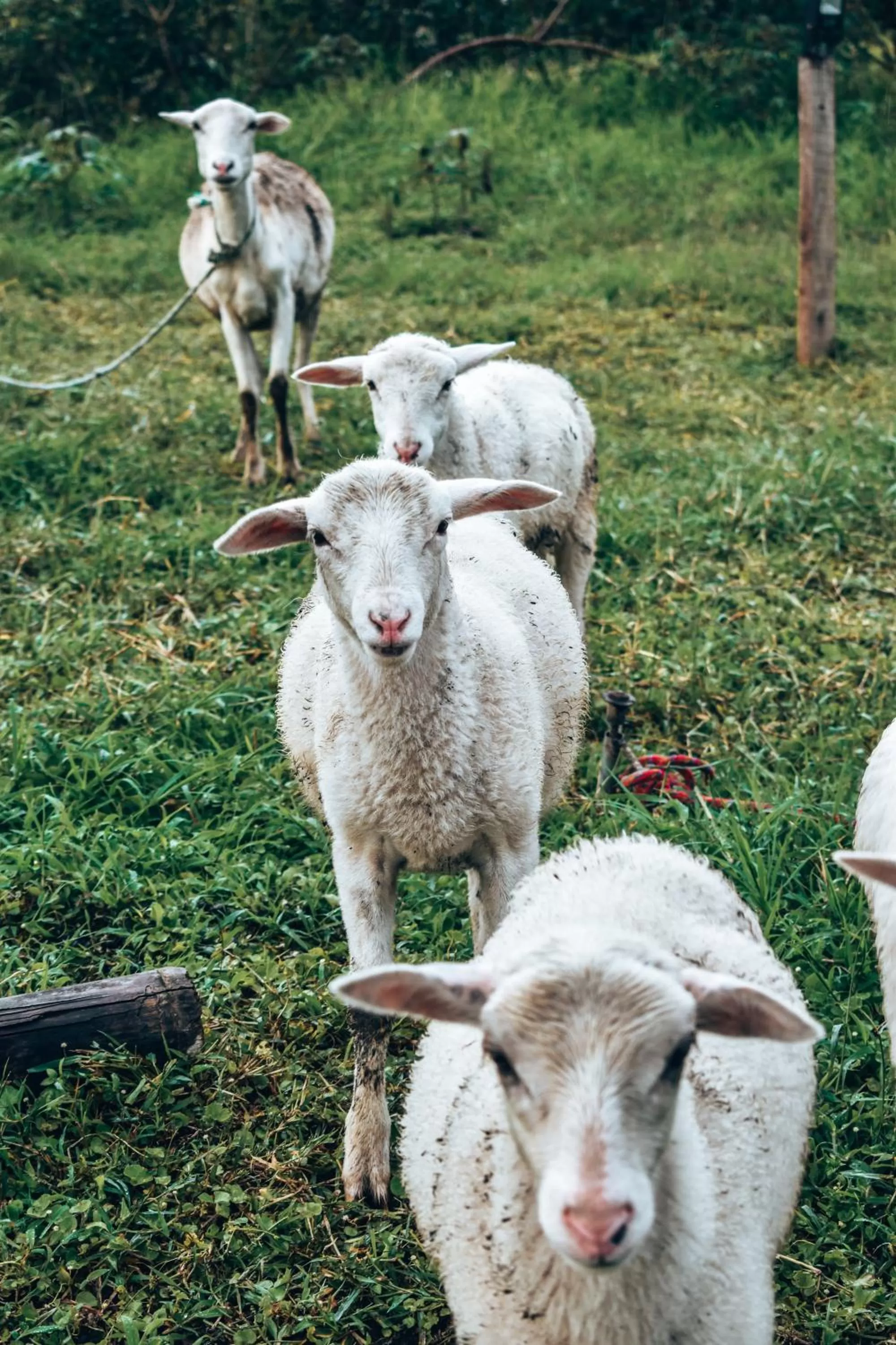 Animals in Ecohotel Monte Tierra Habitaciones y Glamping