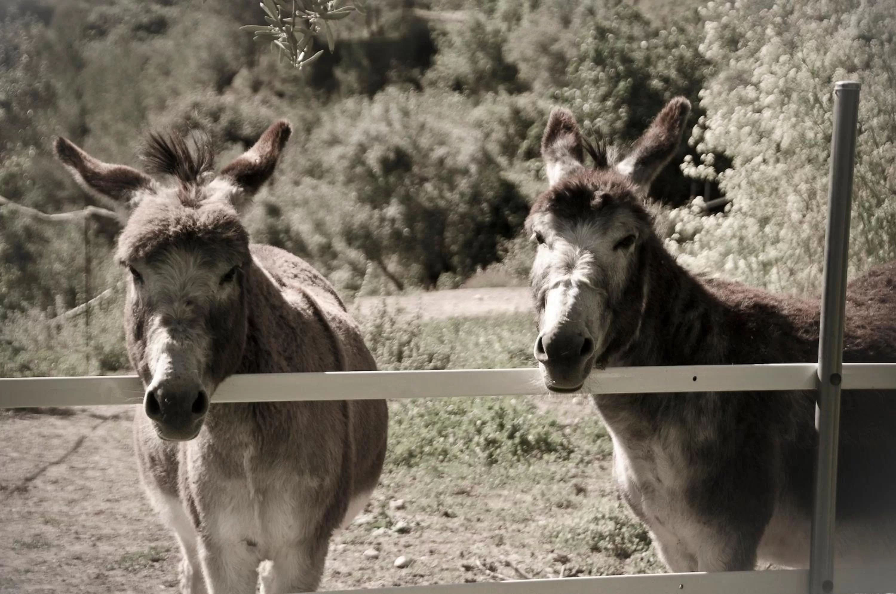 Horse-riding in Eco Hotel con encanto Masía la Mota B&B