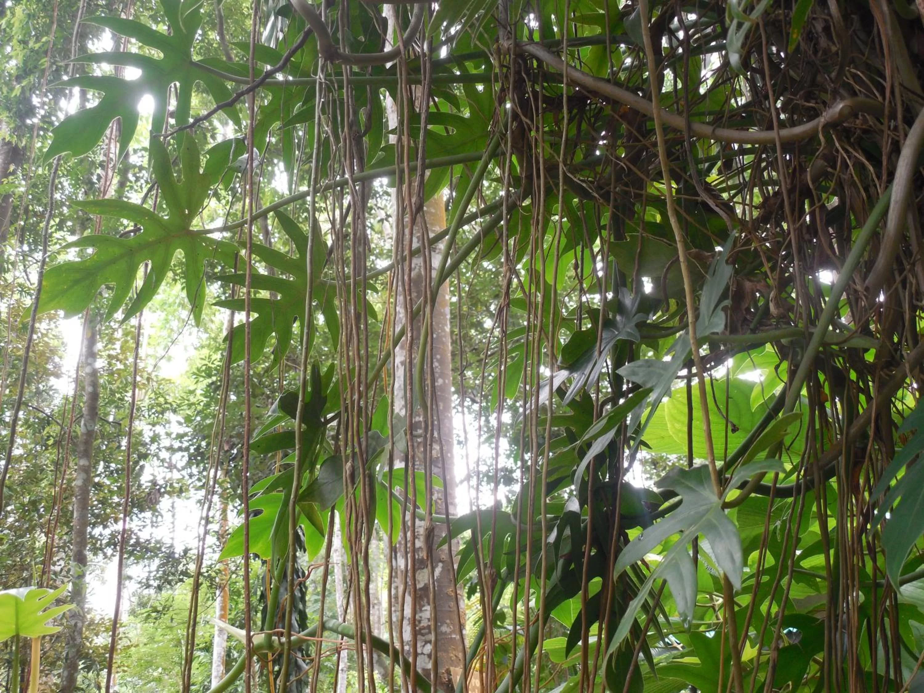 Garden in Le leopard d 'argent