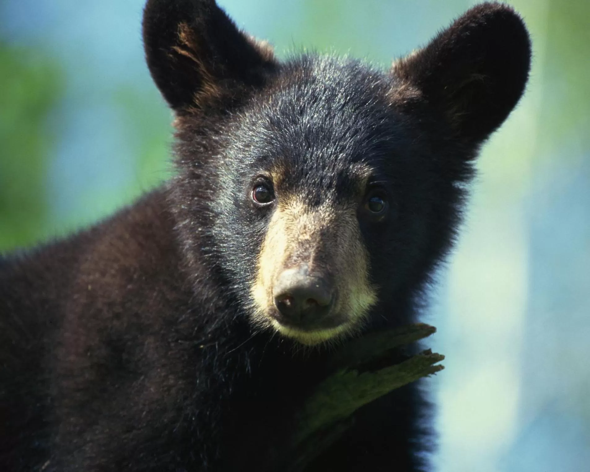Natural landscape, Other Animals in Auberge La Tanière