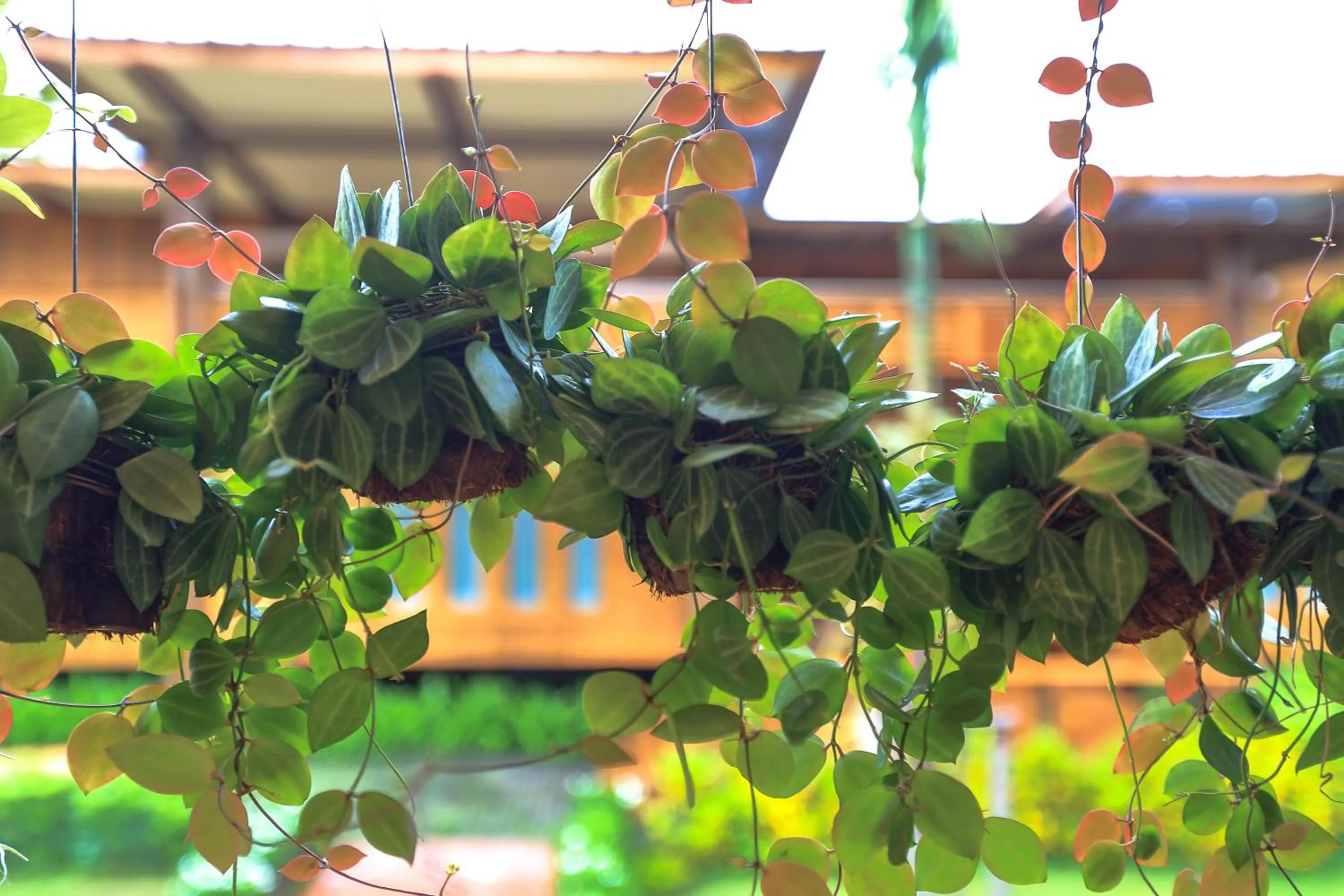 Garden in Viangviman Luxury Resort, Krabi