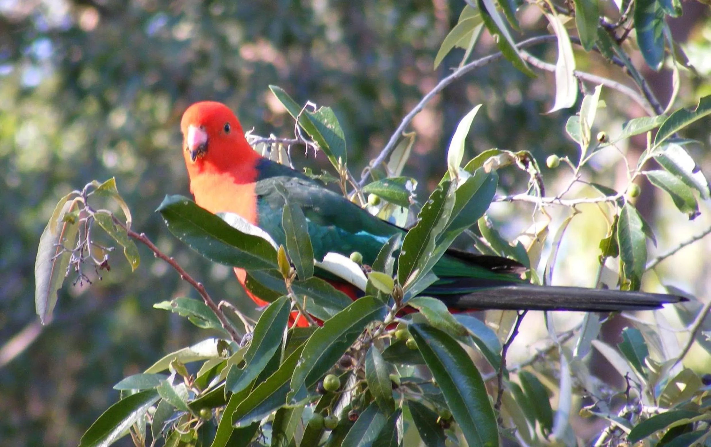 Other in Wallaby Ridge Retreat