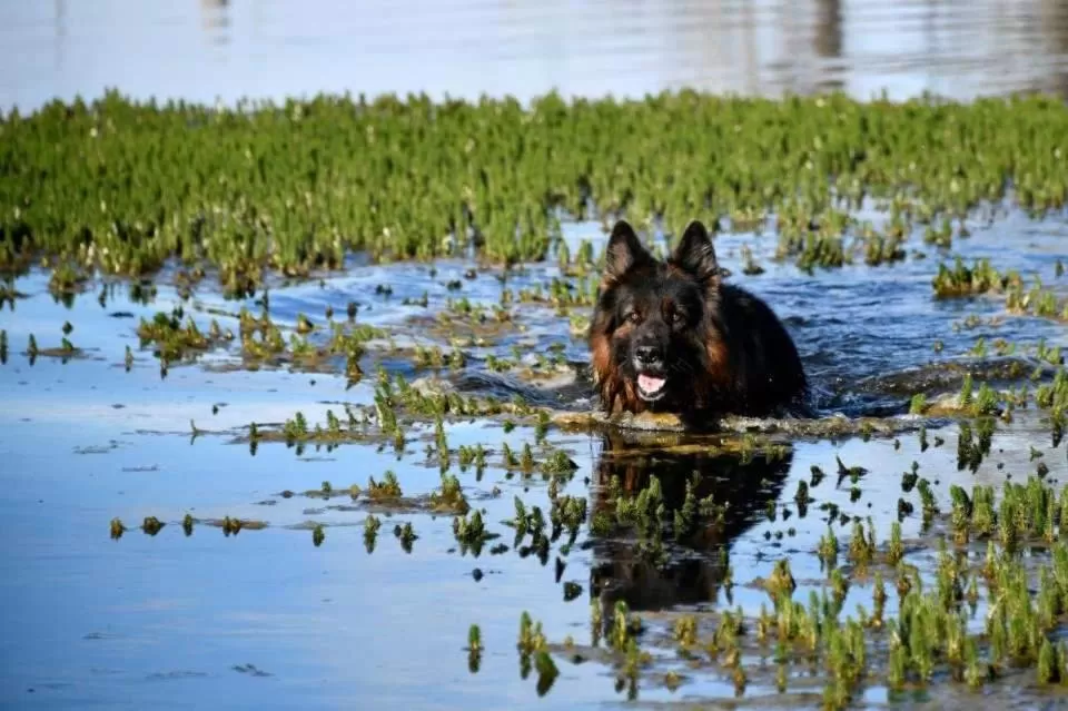 Pets in Hostería El Galpón Del Glaciar