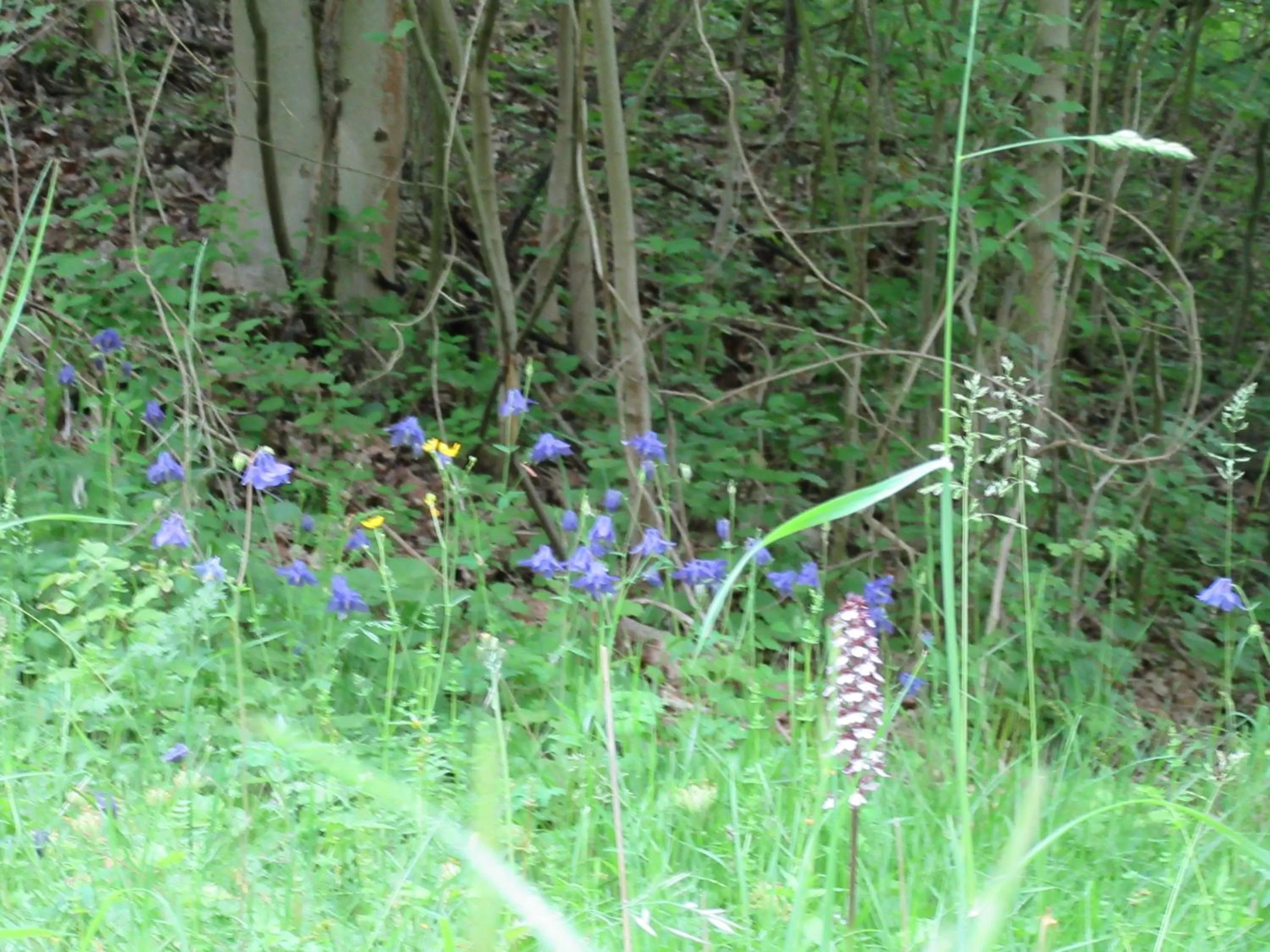 Natural landscape in Hotel Haus Orchideental Jena