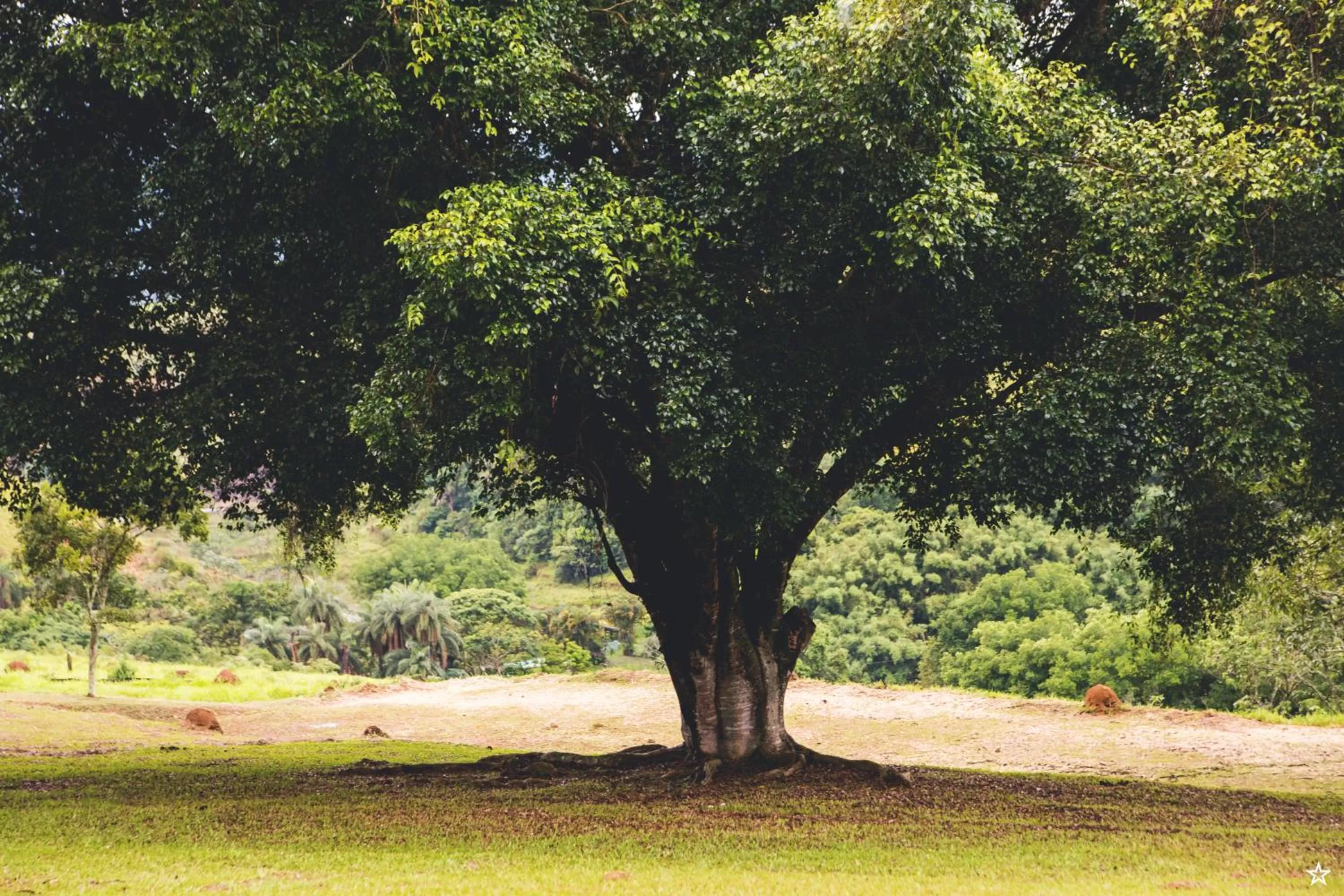 Natural landscape, Garden in Pousada Flor da Serra