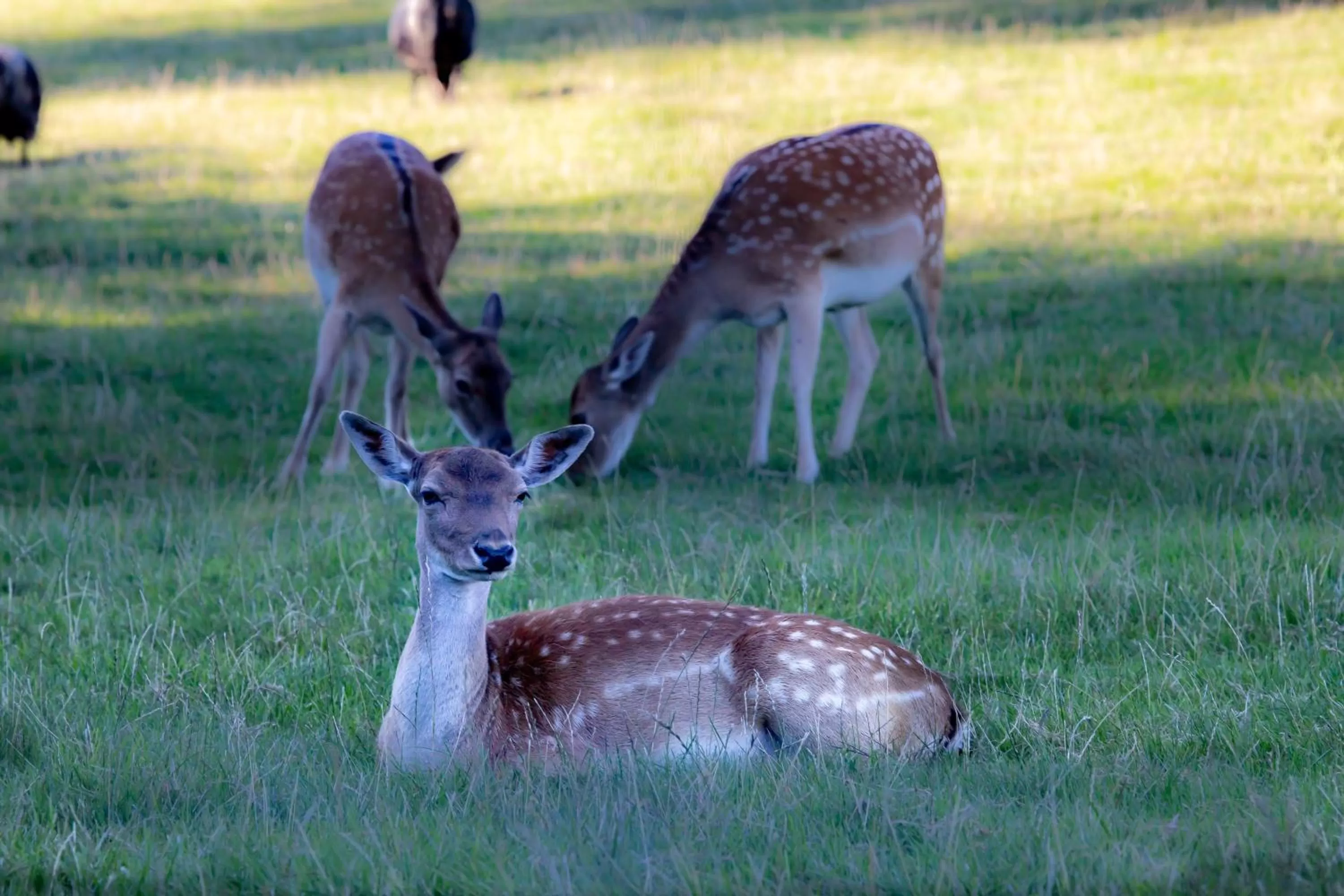 Animals in Bodensee-Hotel Sonnenhof