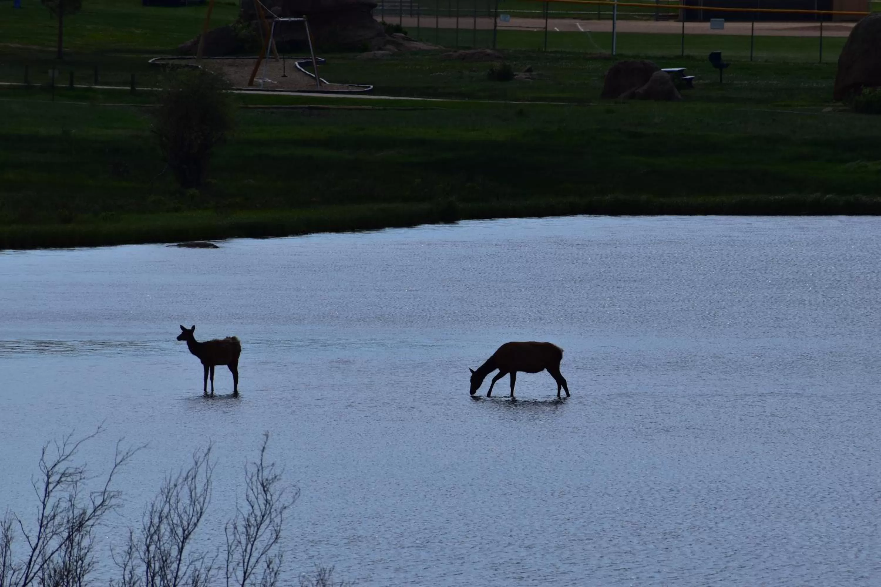 Other Animals in Estes Lake Lodge