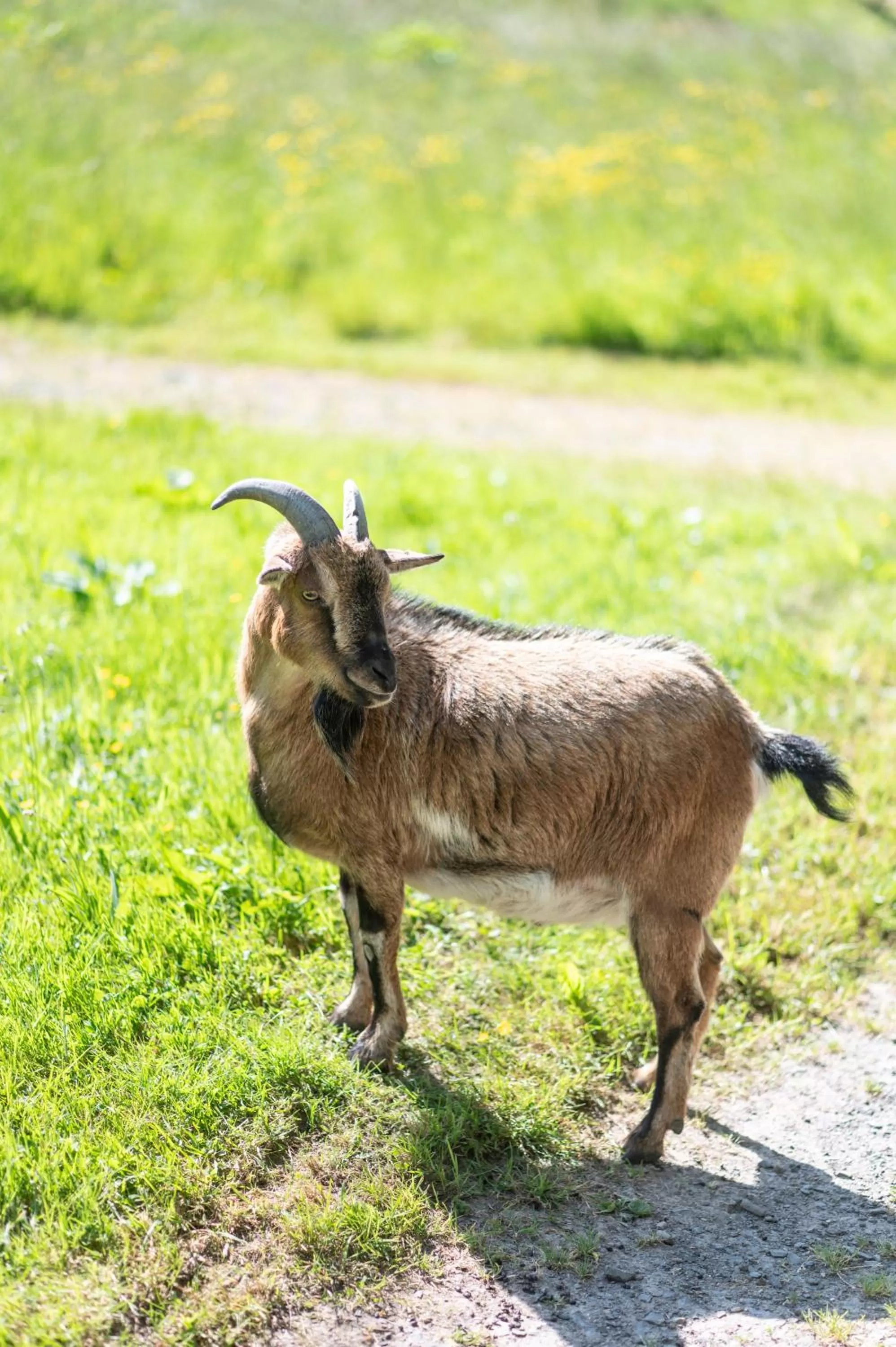 Animals in Le Clos de Grâce