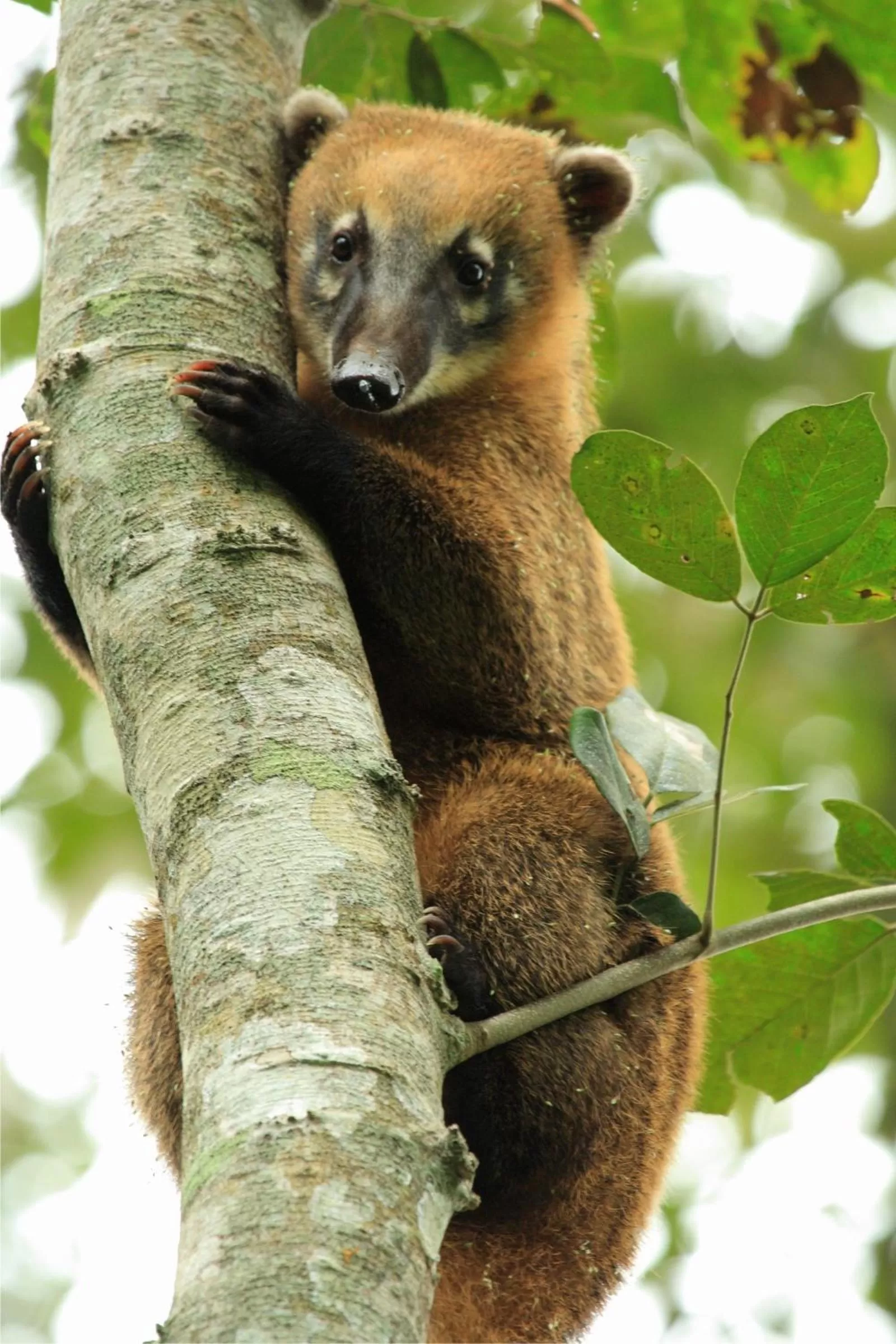 Animals, Other Animals in Hotel Cabanas