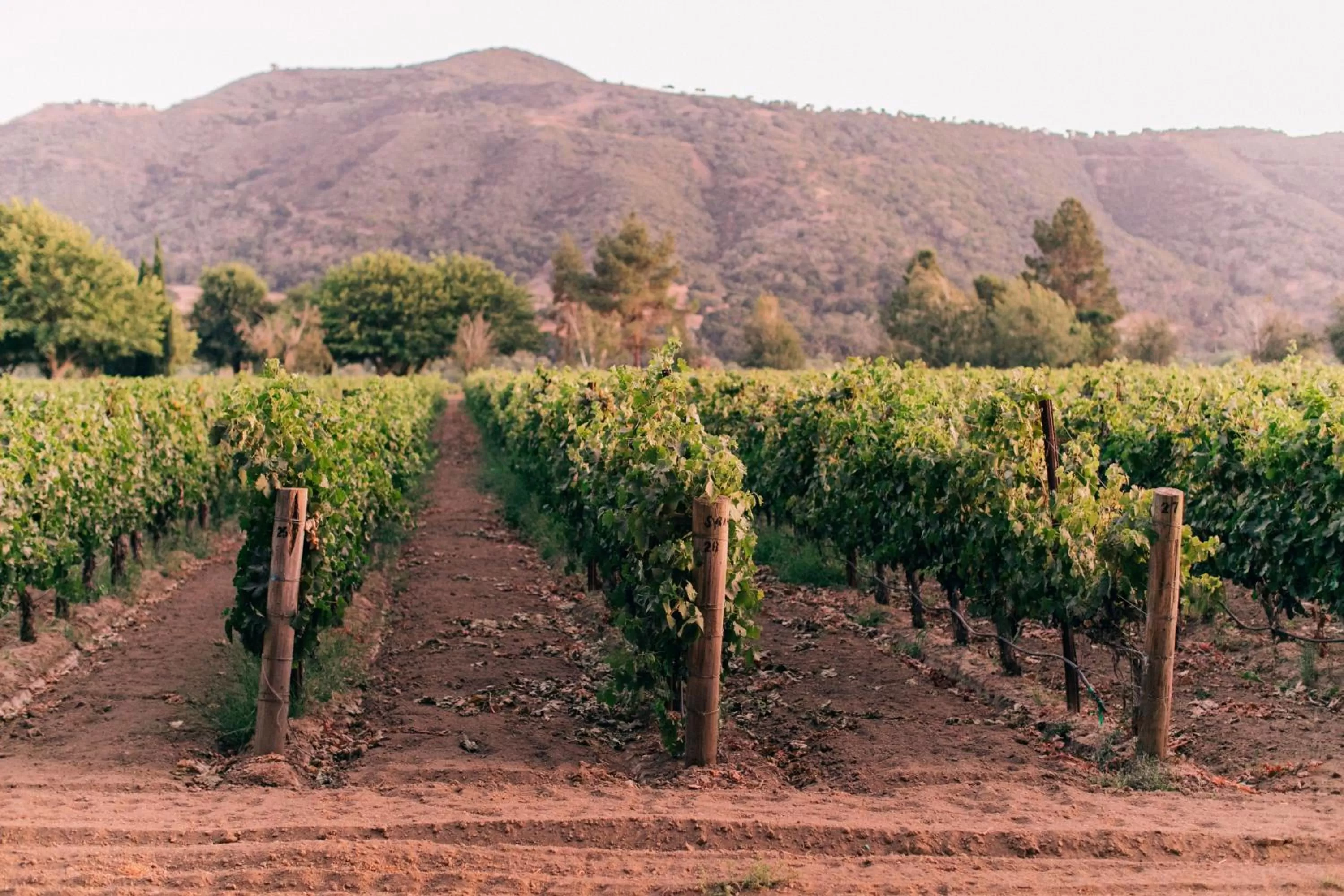 Natural landscape in Vinland Hotel and Lounge