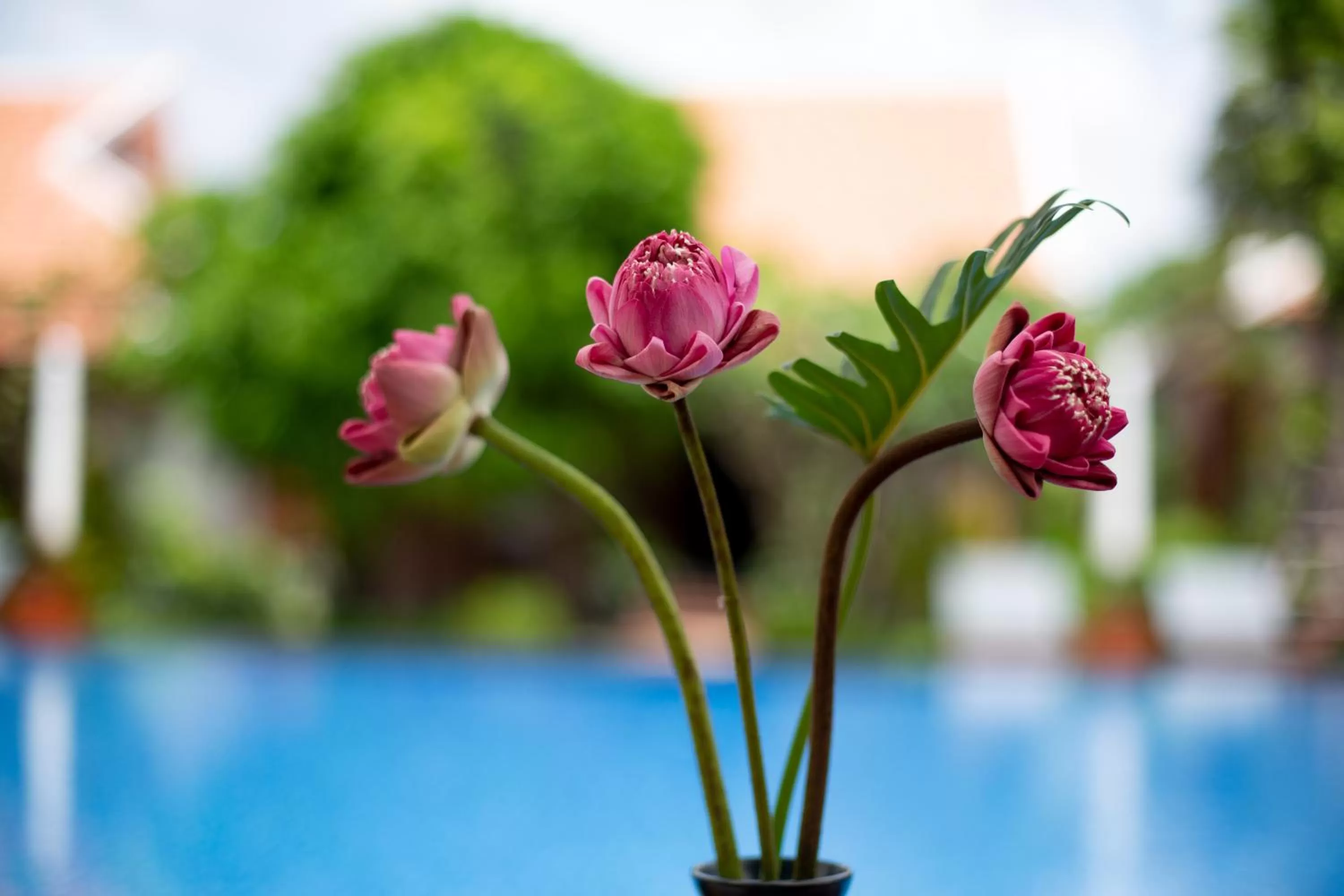 Restaurant/places to eat in Angkor Privilege Resort & Spa