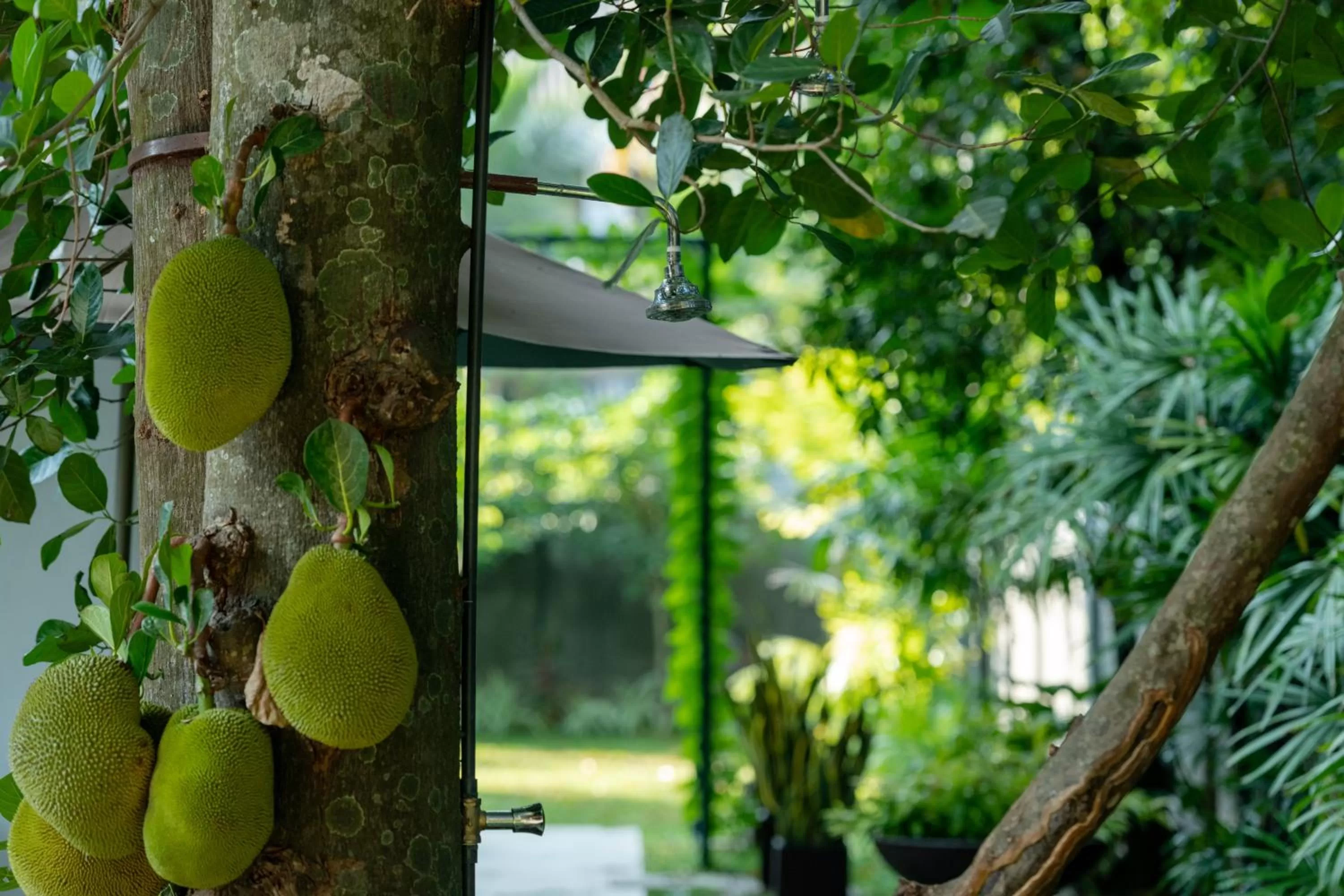 Garden in Aryana Boutique Hotel