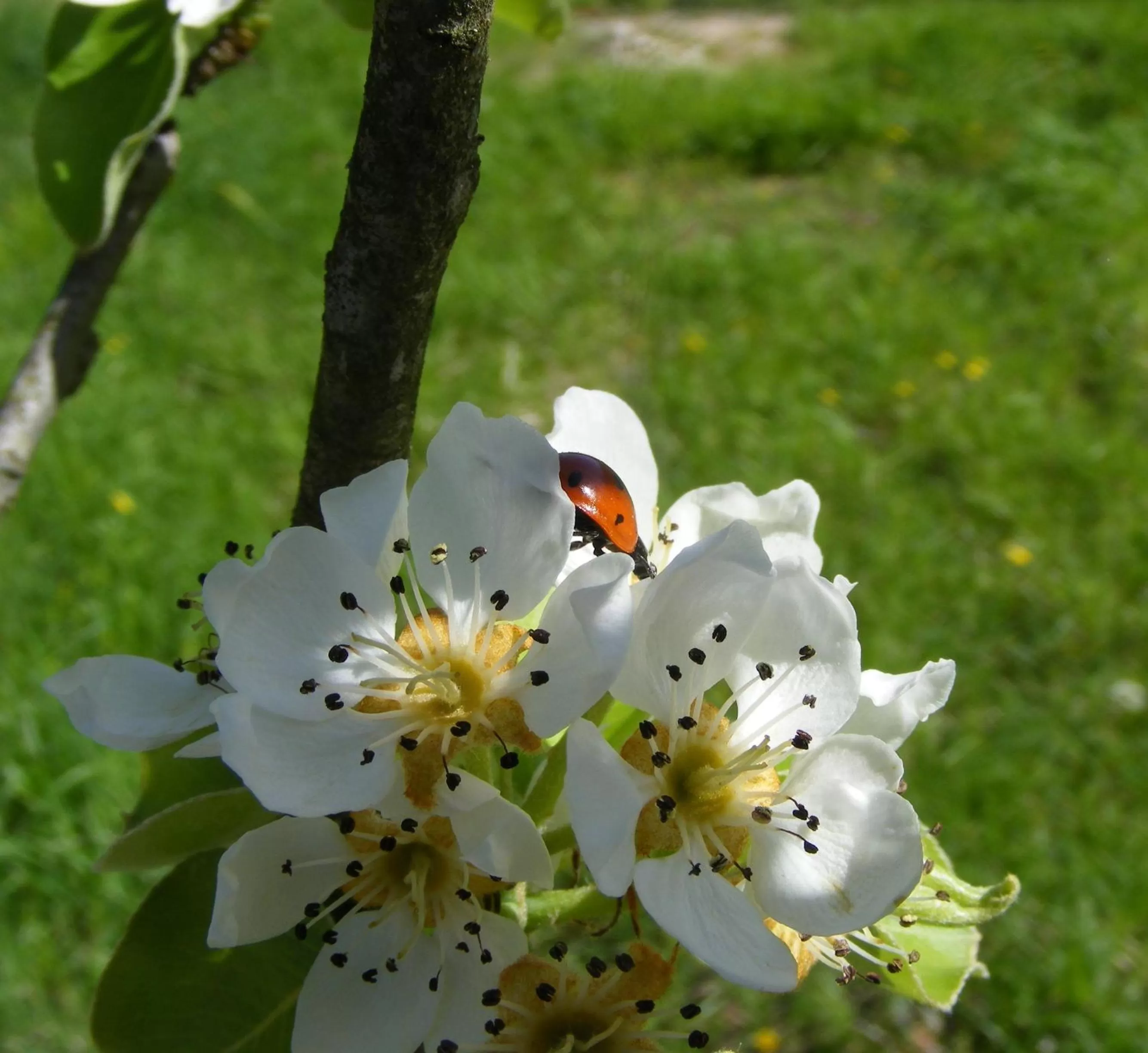 Other, Other Animals in Bed & Breakfast La Gaggiaspina