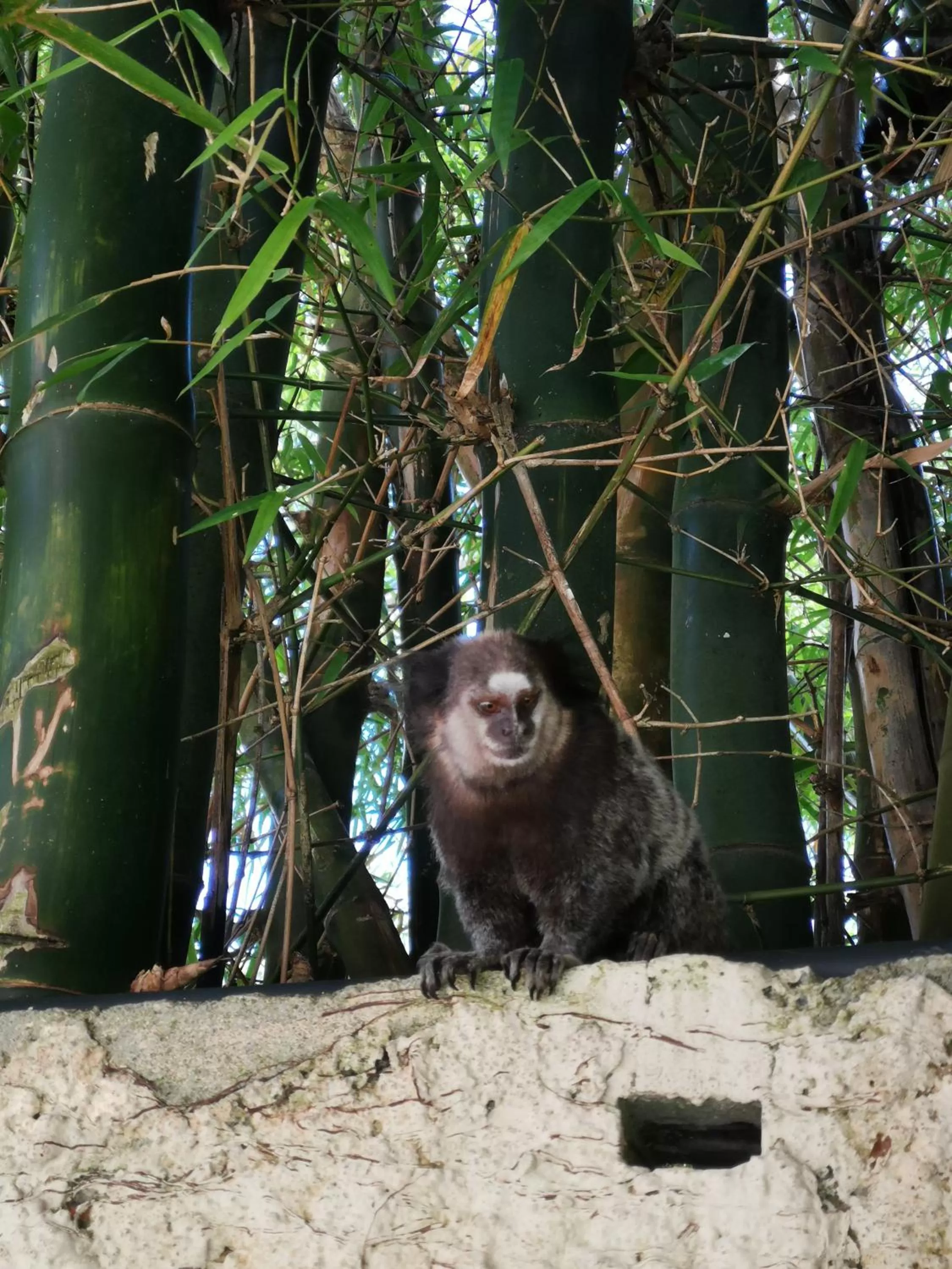 Darts in Apart da Cachoeira