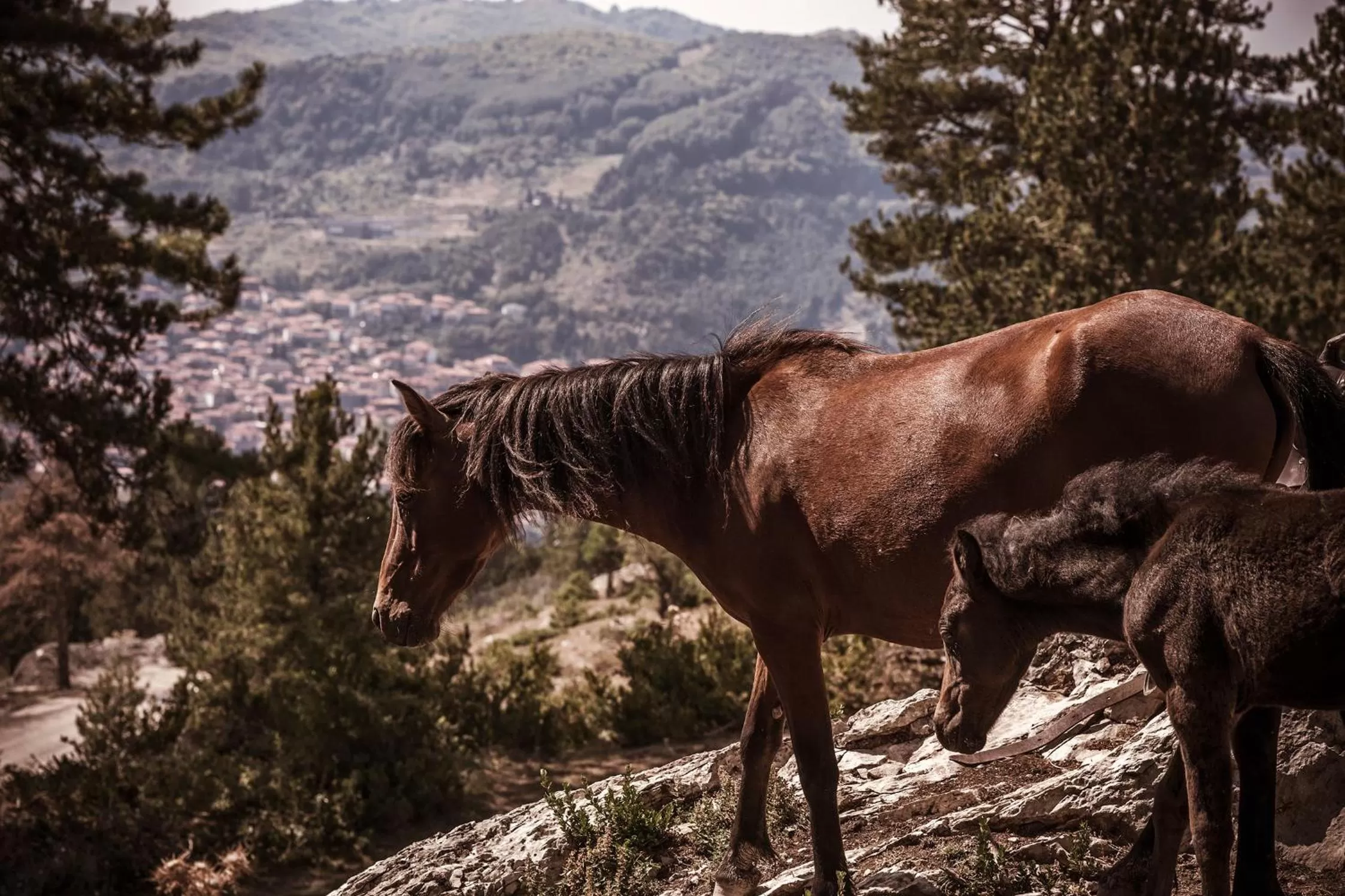 Animals in Grand Forest Metsovo - Leading Hotels of the World