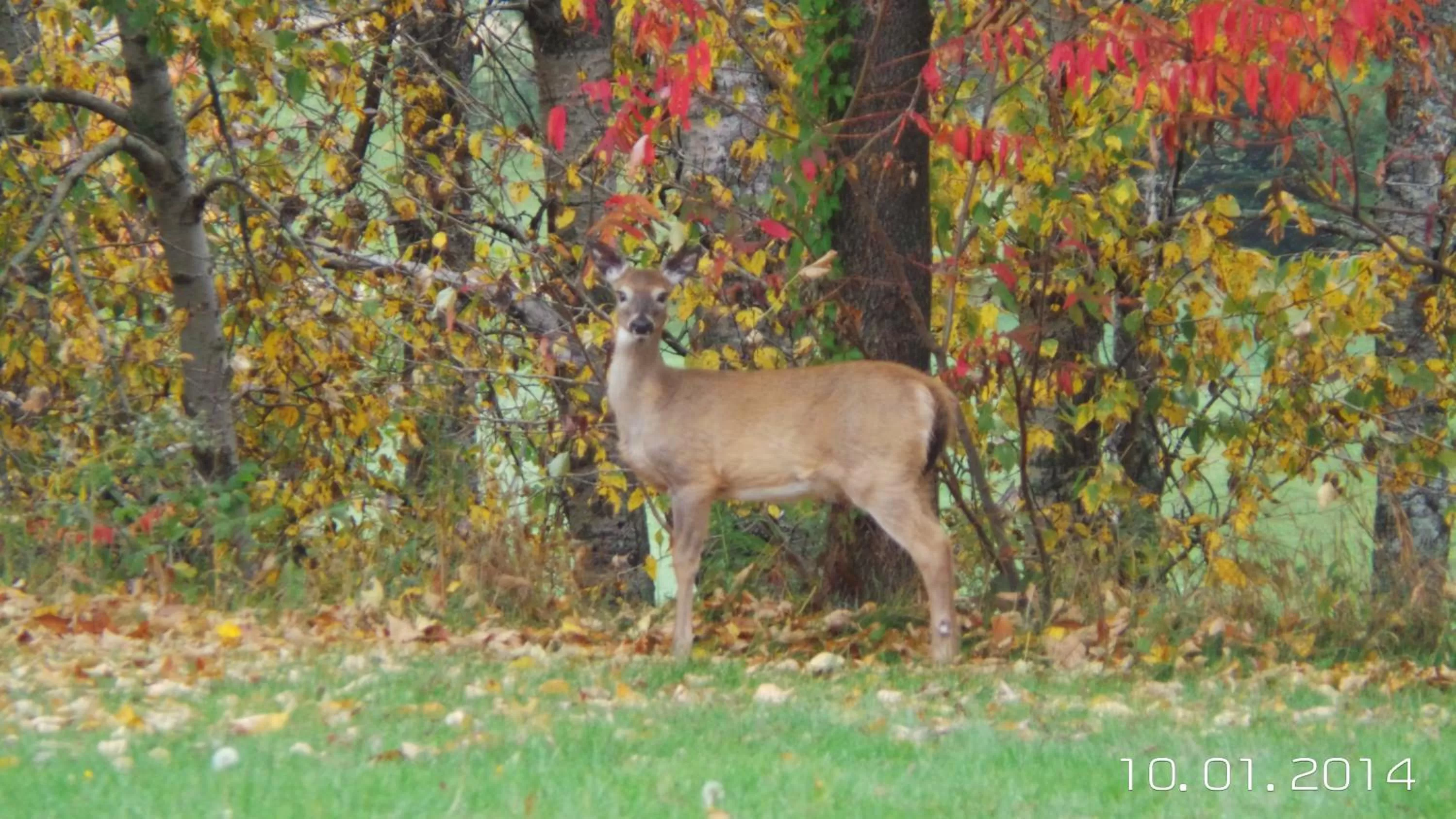 Other, Other Animals in Auberge de la Tour et Spa