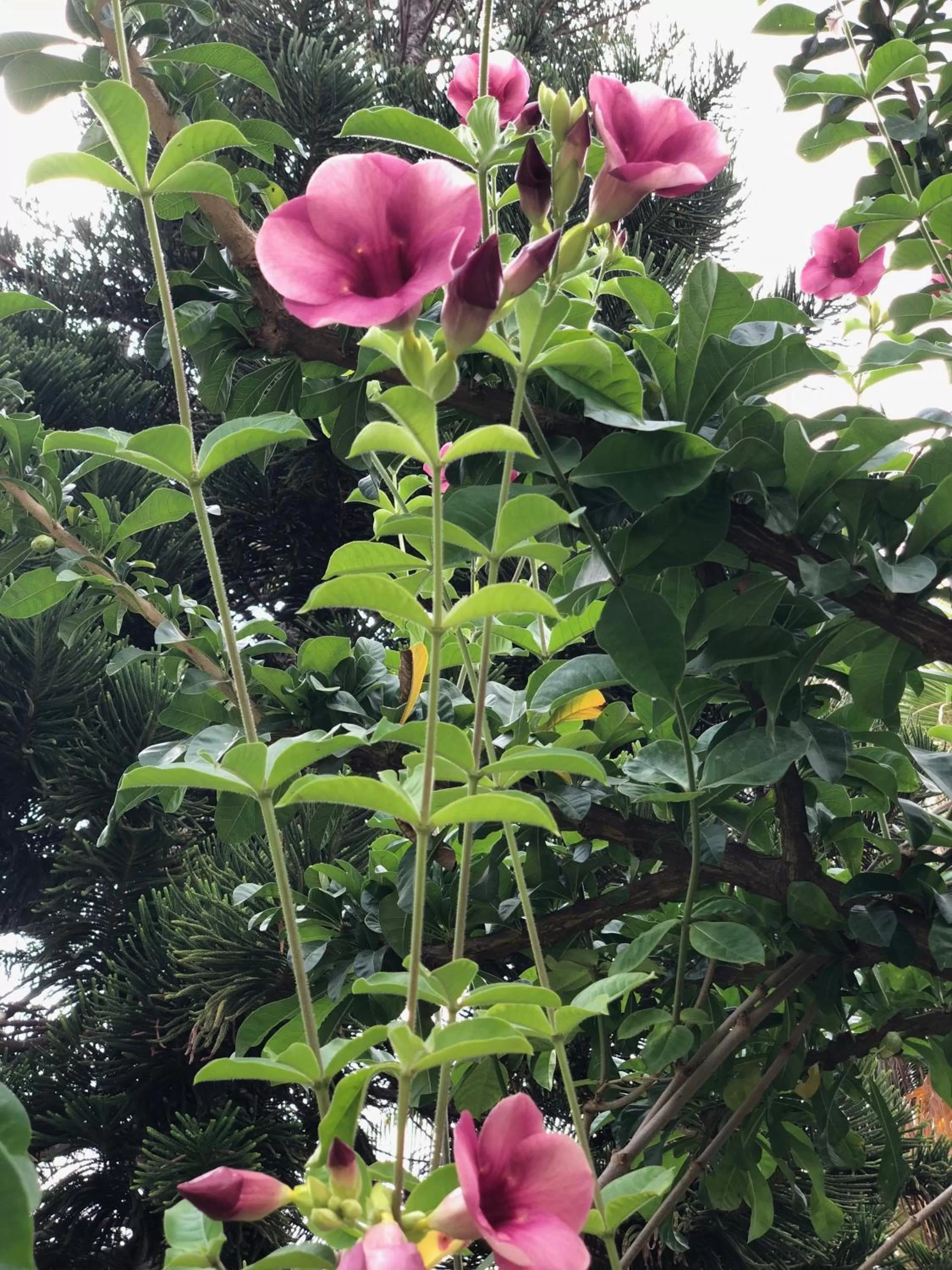 Garden in Hotel Jardin Savana Dakar
