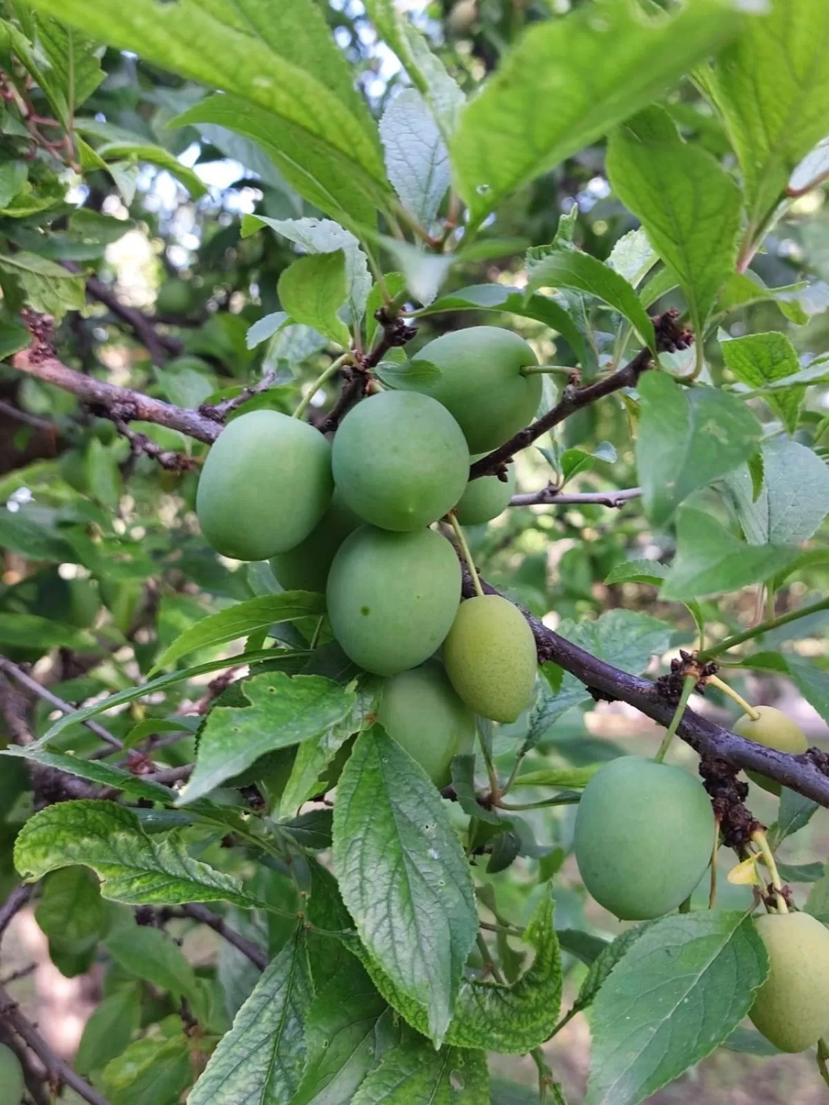 Food in B&B Villa Mia