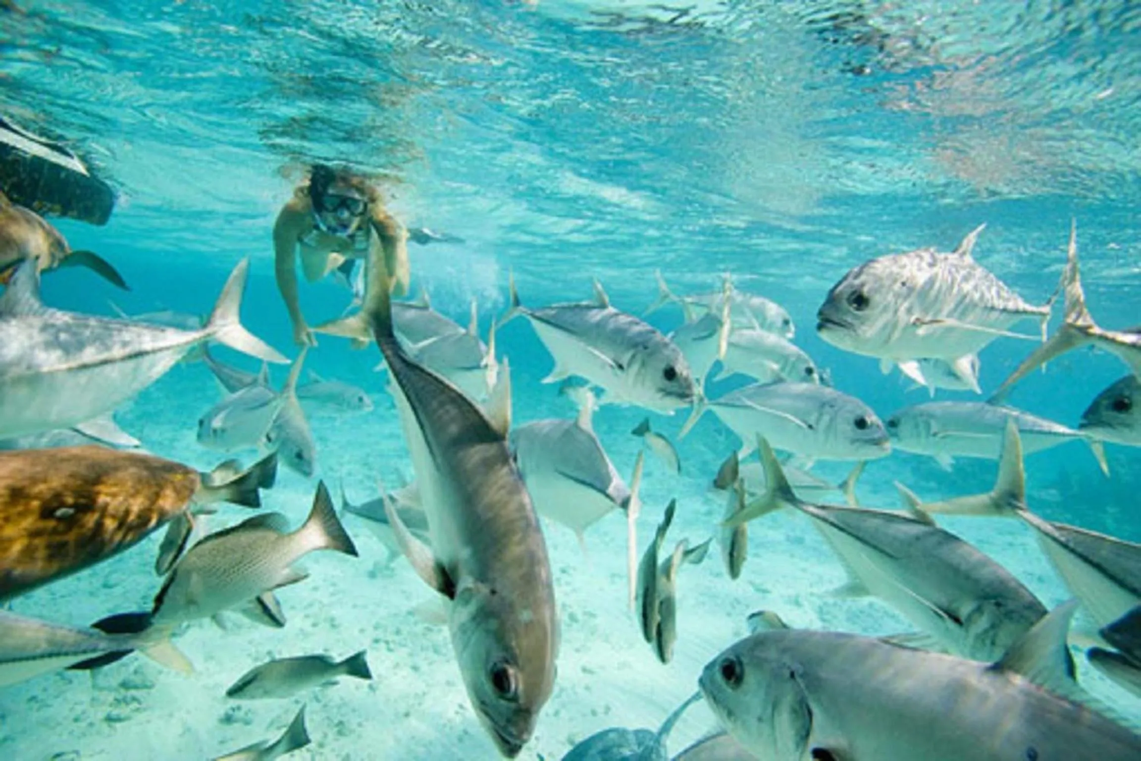 Snorkeling in Ramon's Village Resort