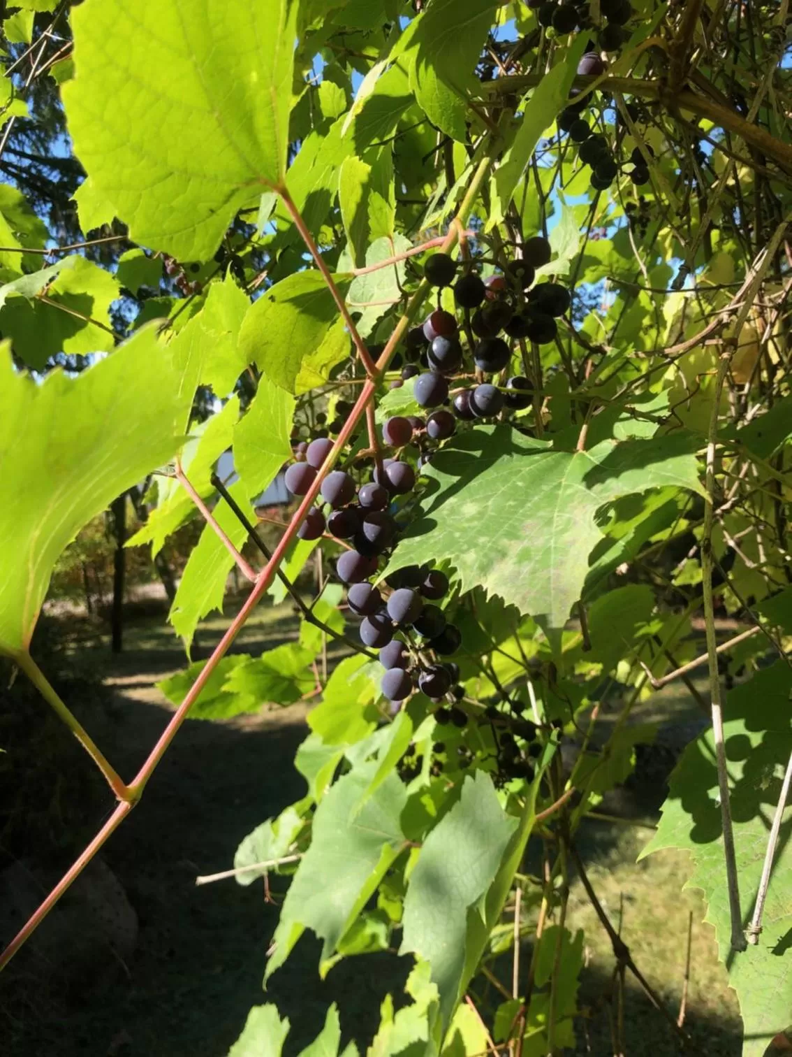 Leśna Residence & SPA