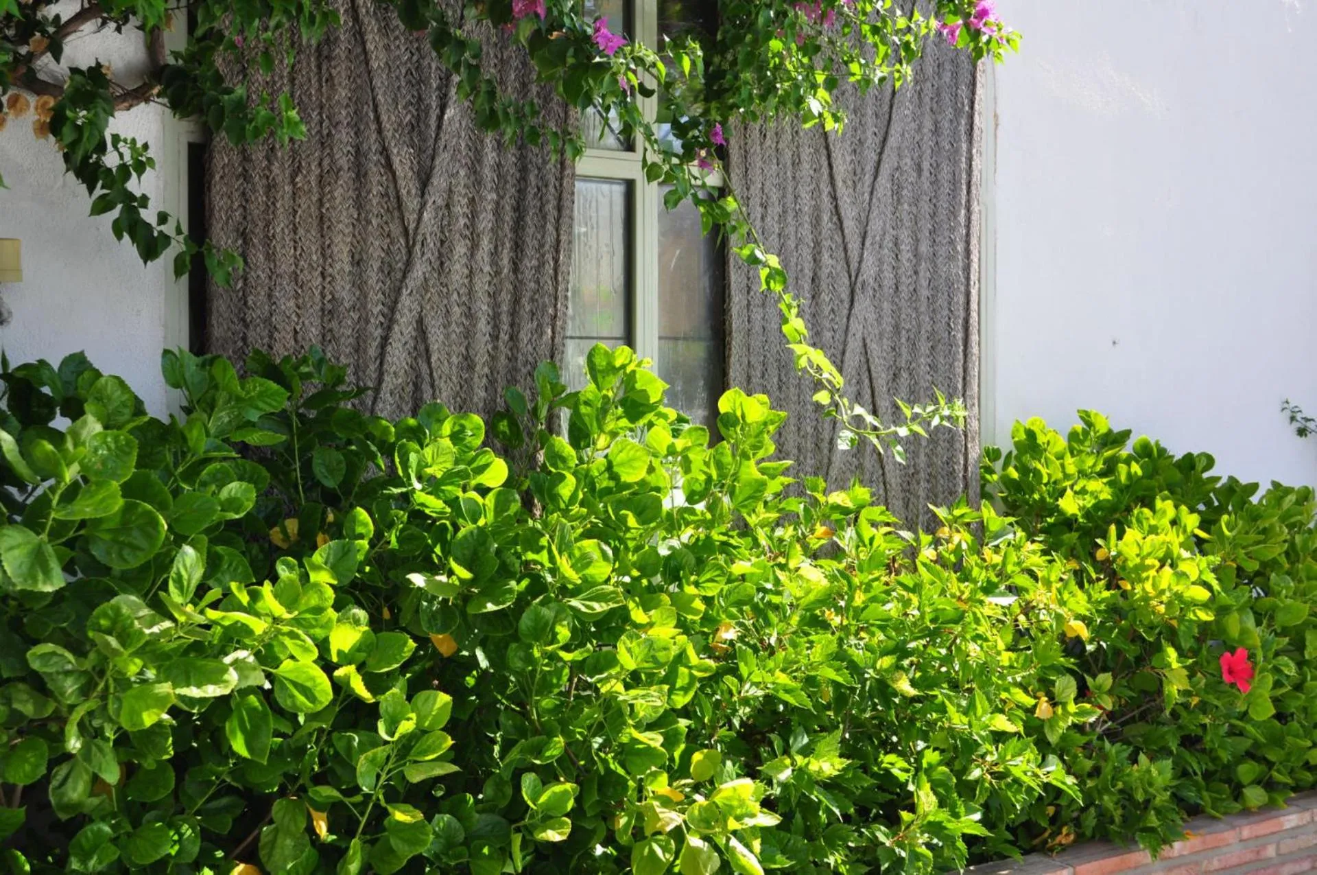 Garden in Hotel Oasis
